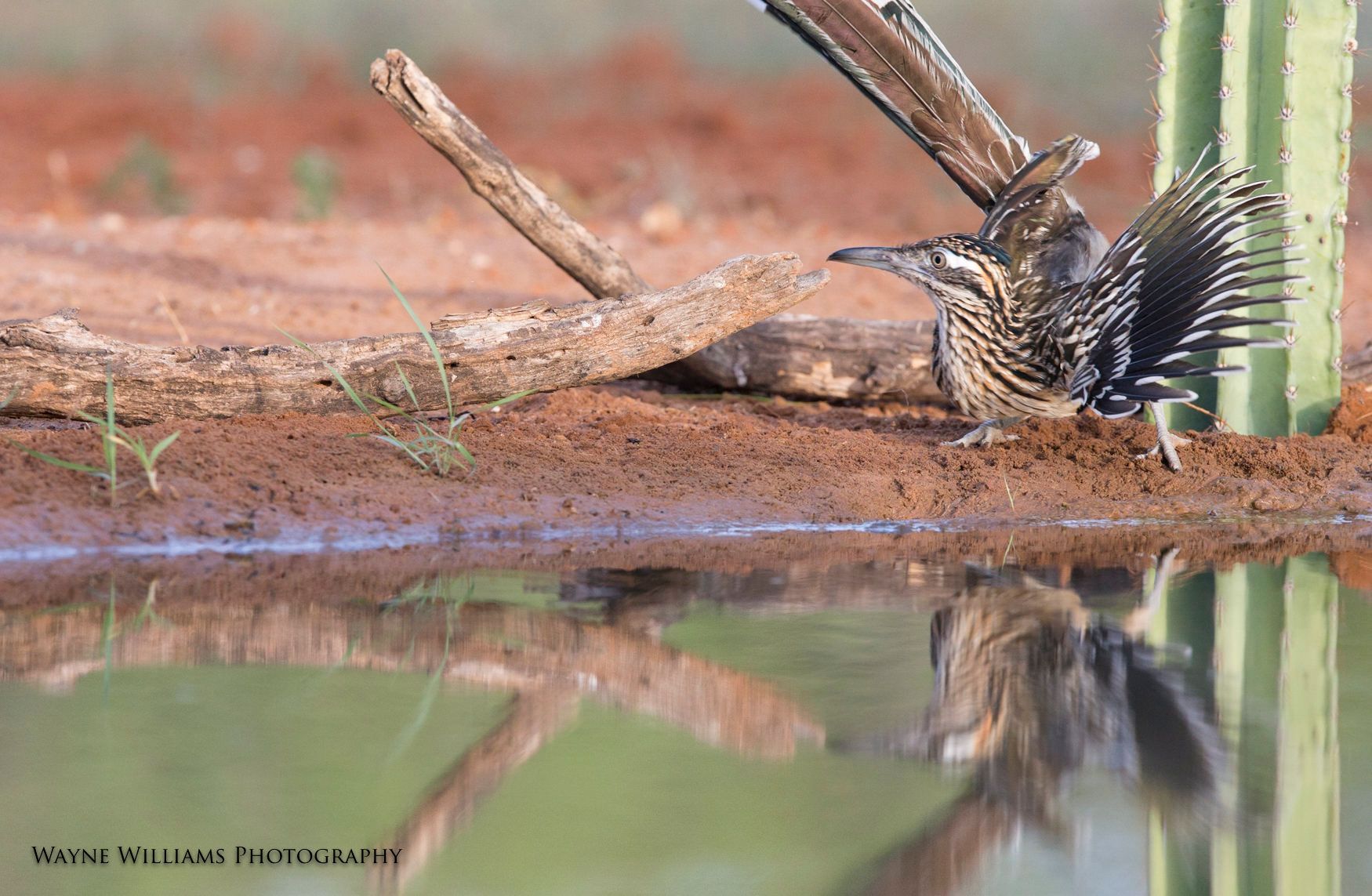 A bird is standing next to a tree branch in a puddle of water.