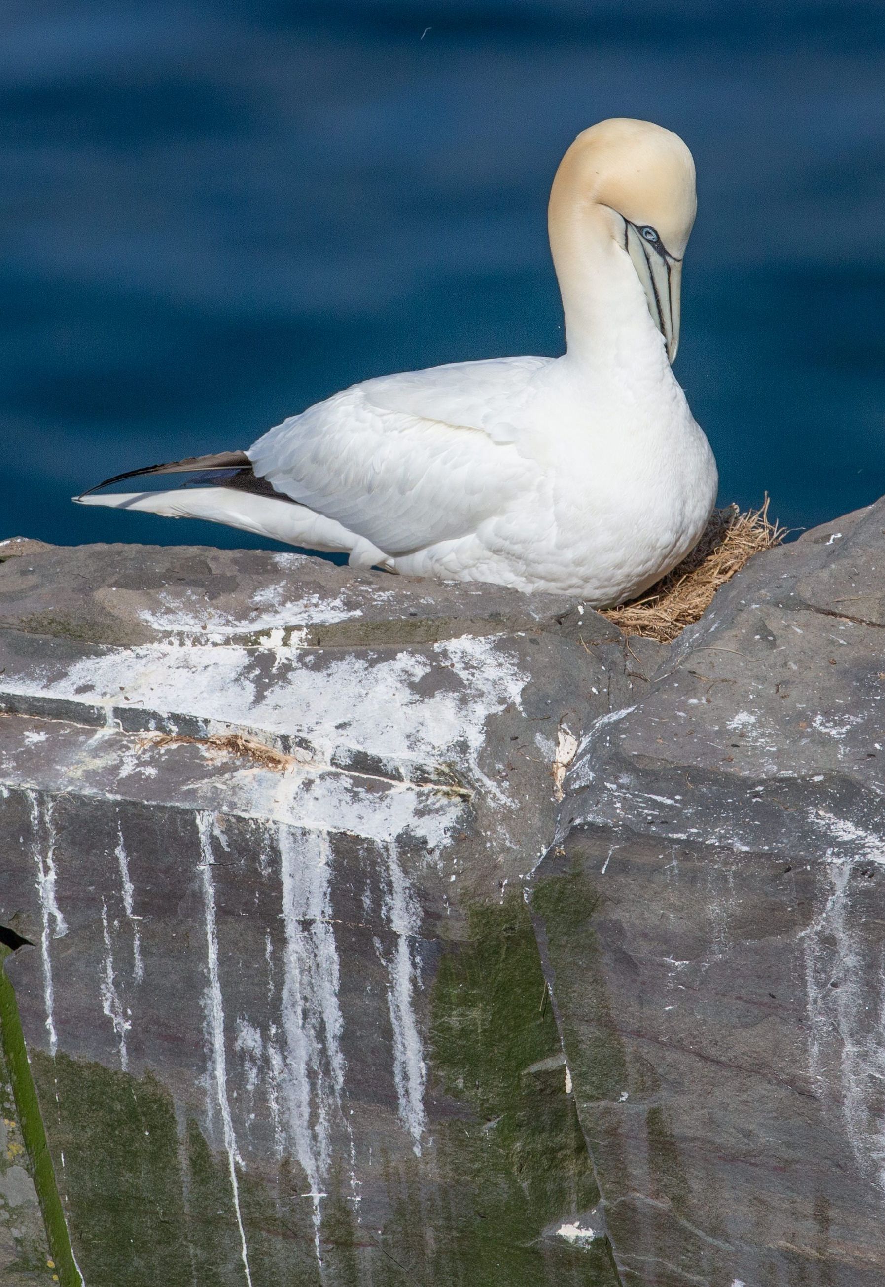 A white bird is sitting on a rock near the water
