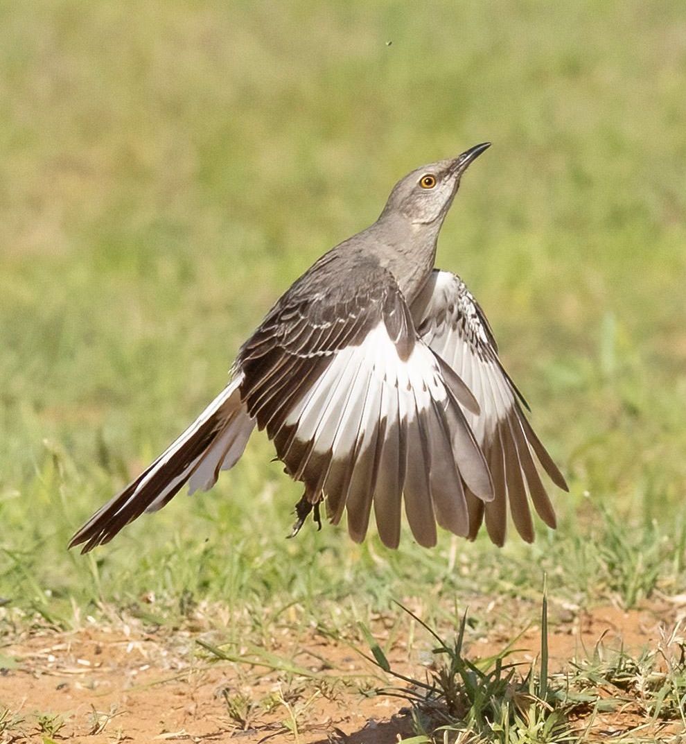 A bird is flying in the air with its wings outstretched.