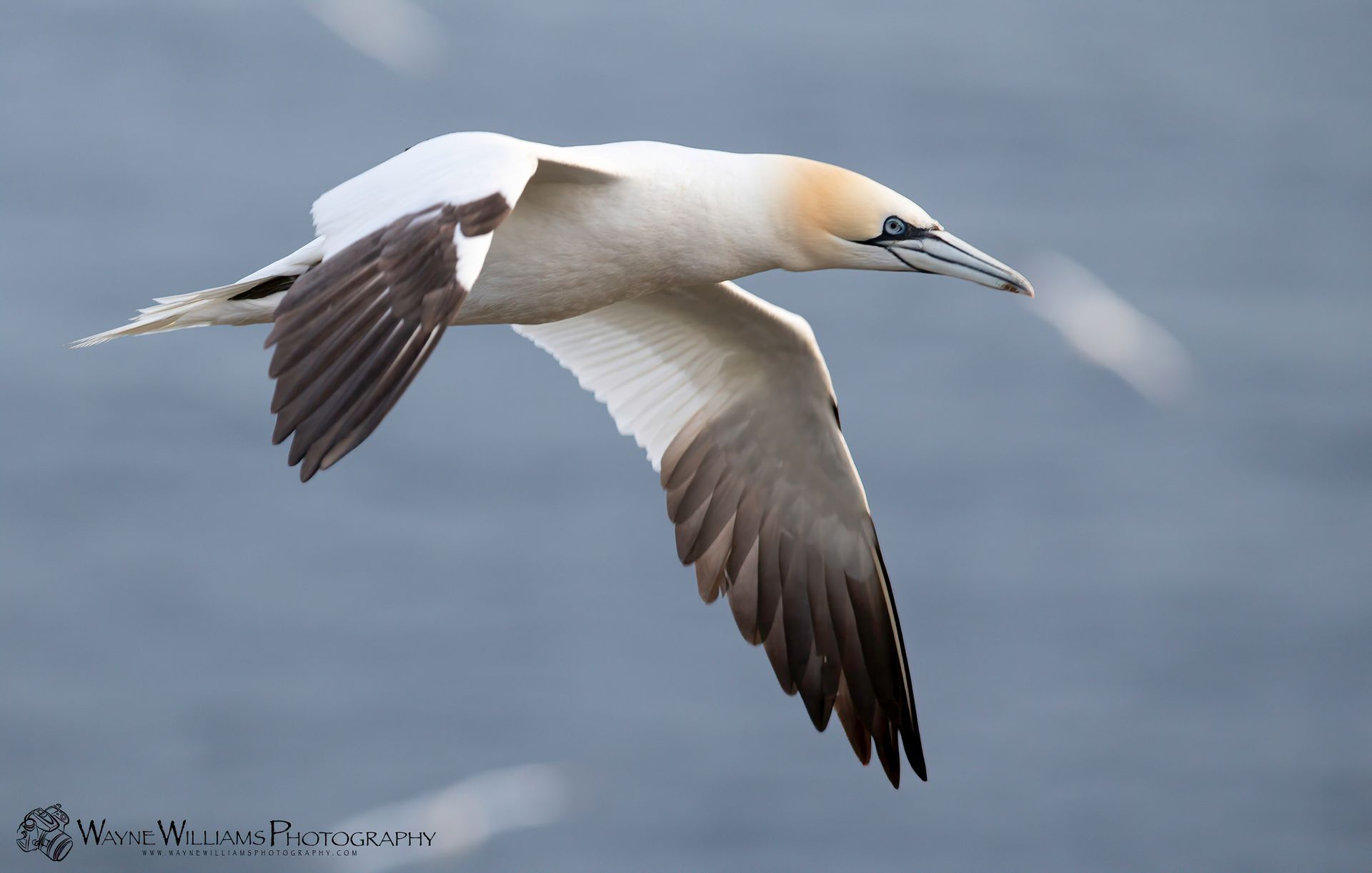 A white and brown bird is flying over the ocean.