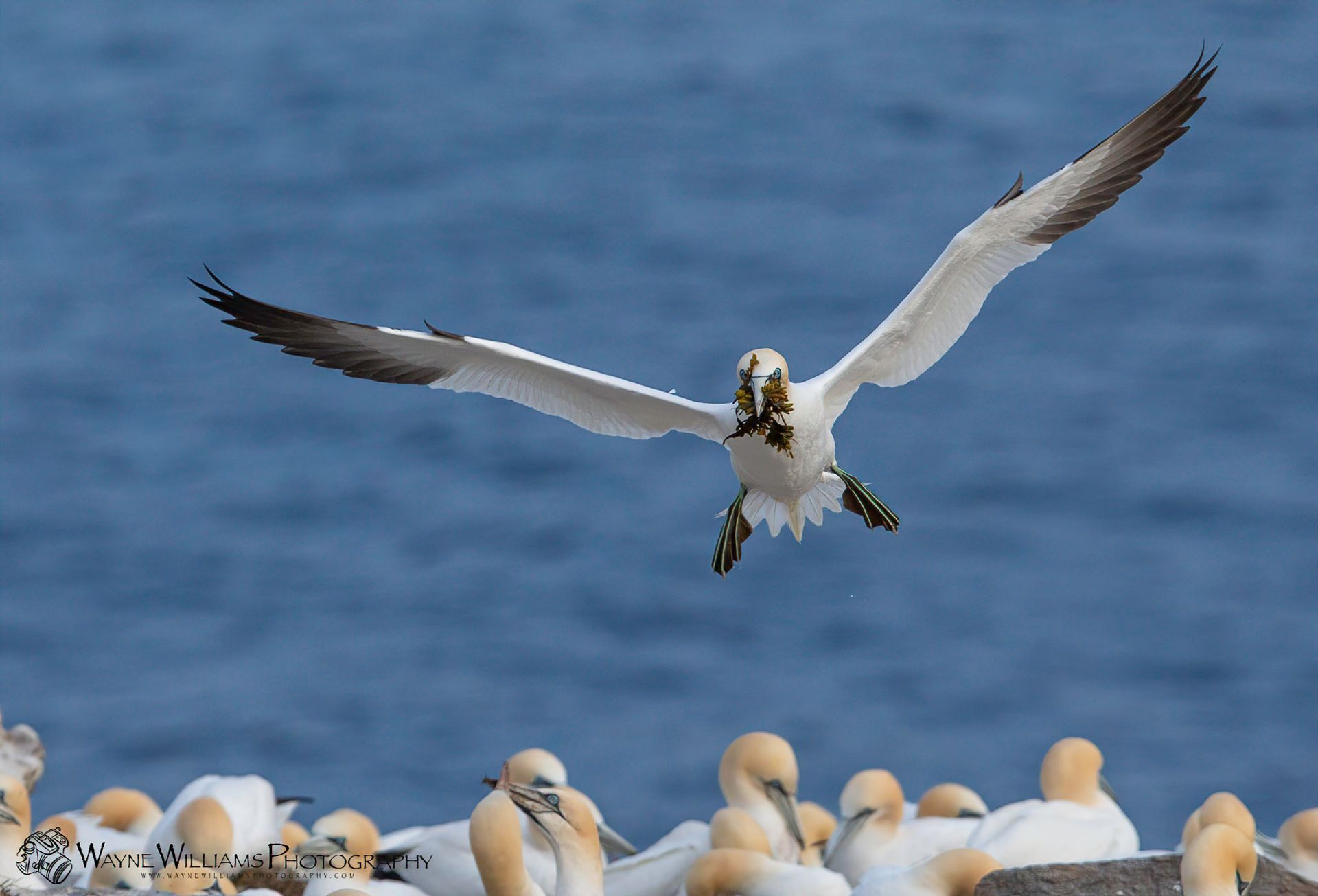 A seagull is flying over a flock of seagulls