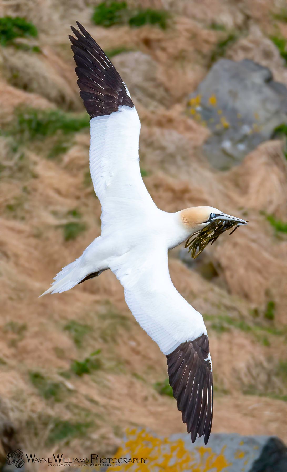 A white and brown bird is flying in the air.