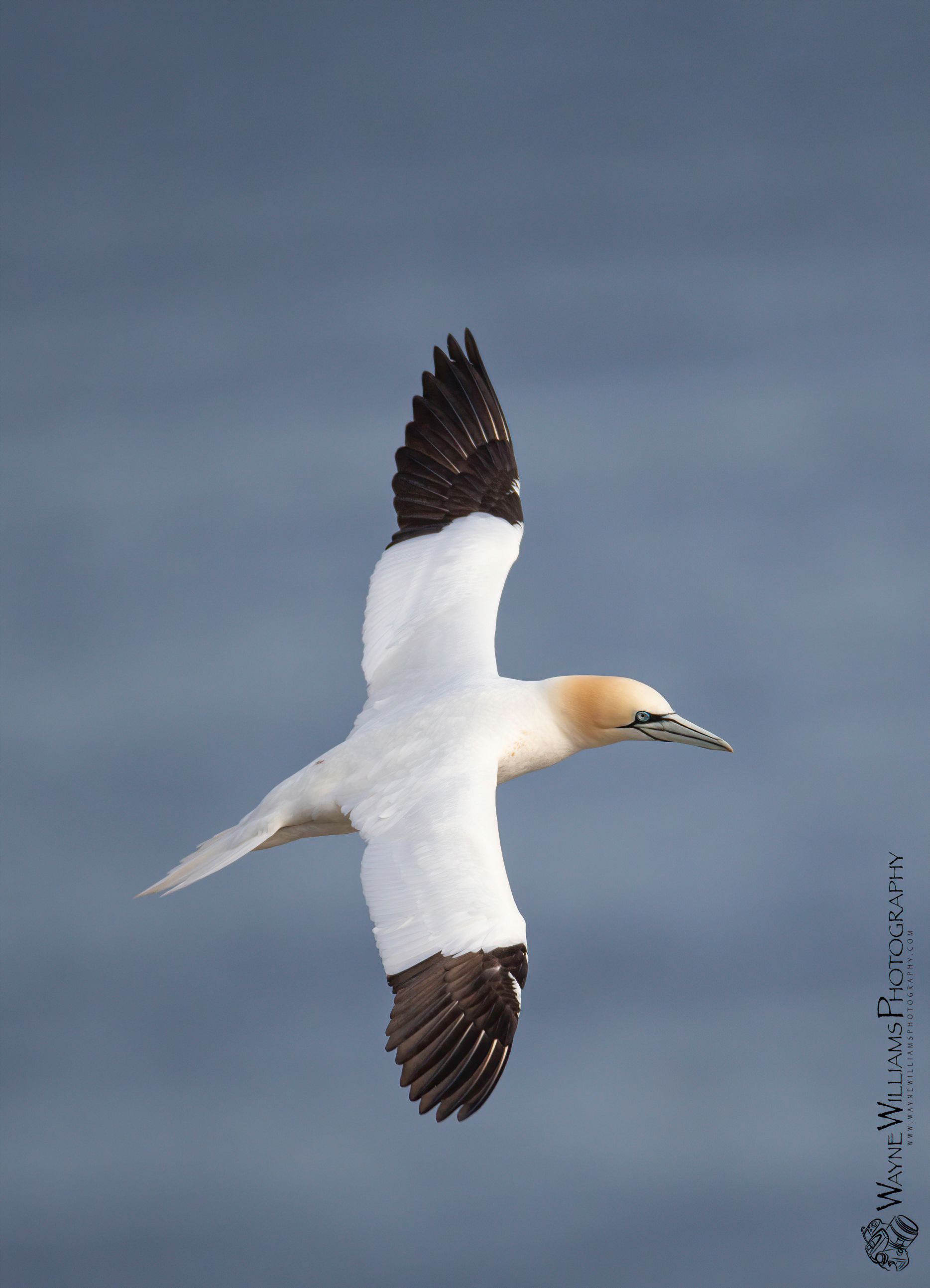 A white and brown bird is flying in the sky