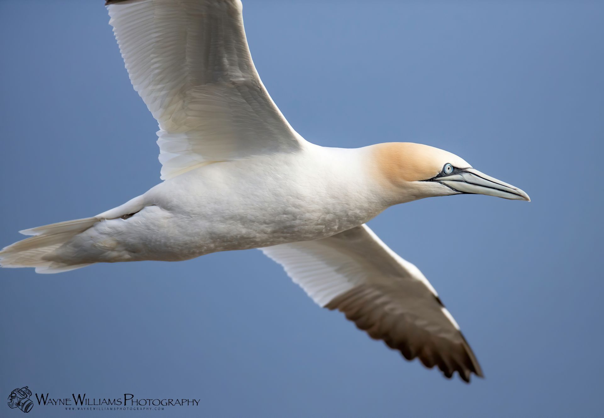 A white and brown bird is flying in a blue sky