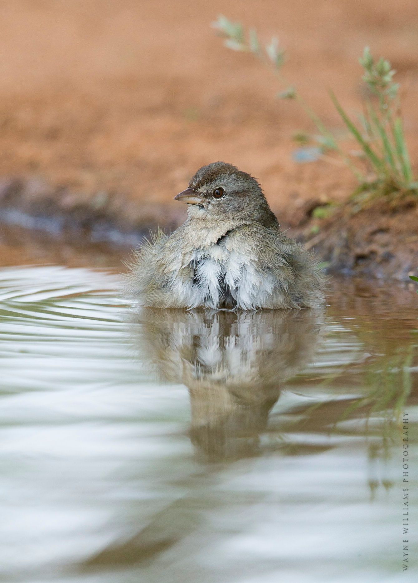 A small bird is standing in a puddle of water.