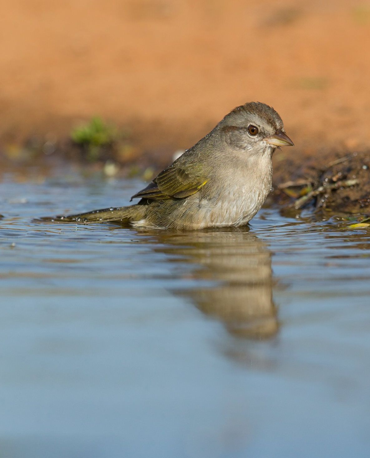 A small bird is standing in a puddle of water.