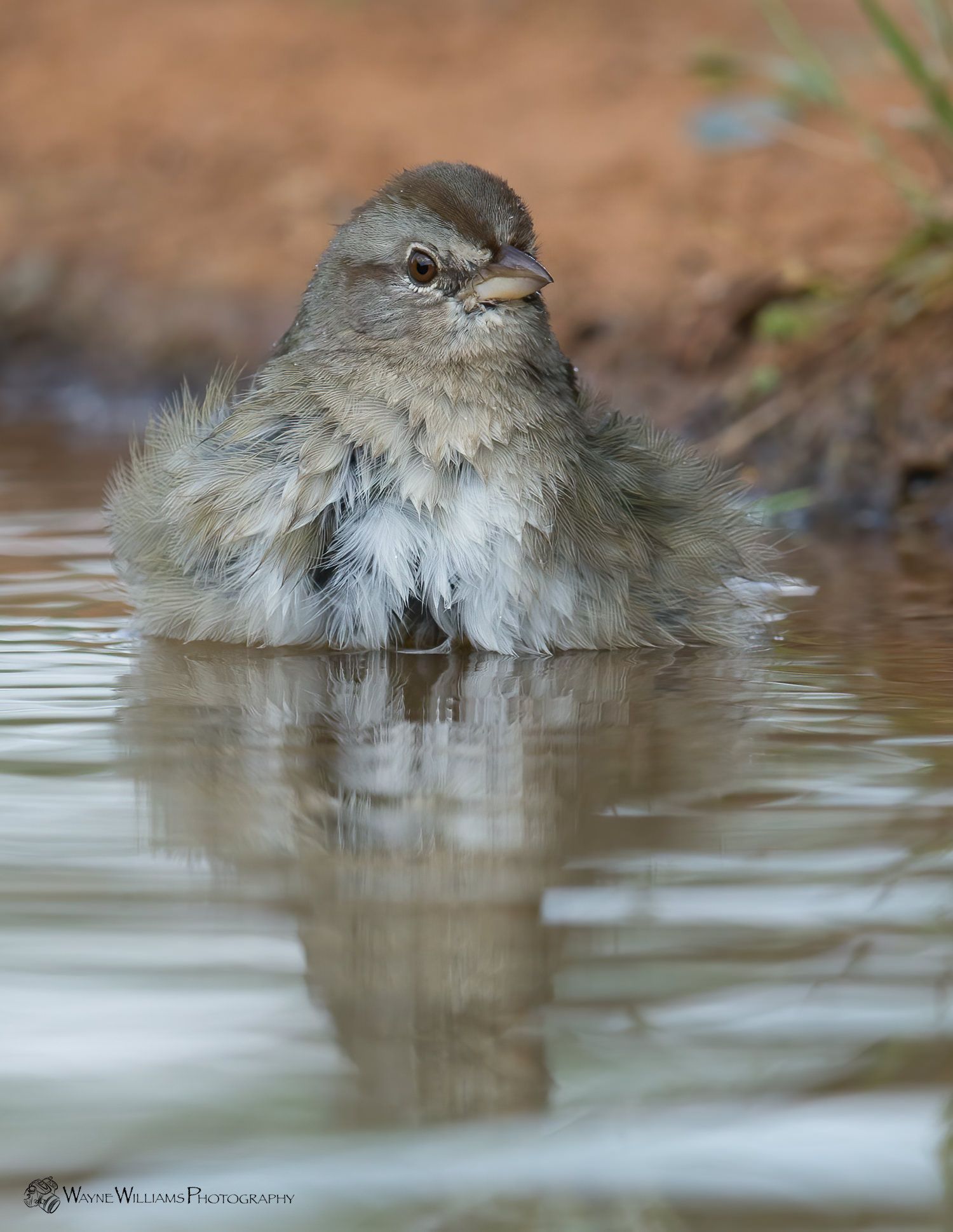 A small bird is standing in a puddle of water.