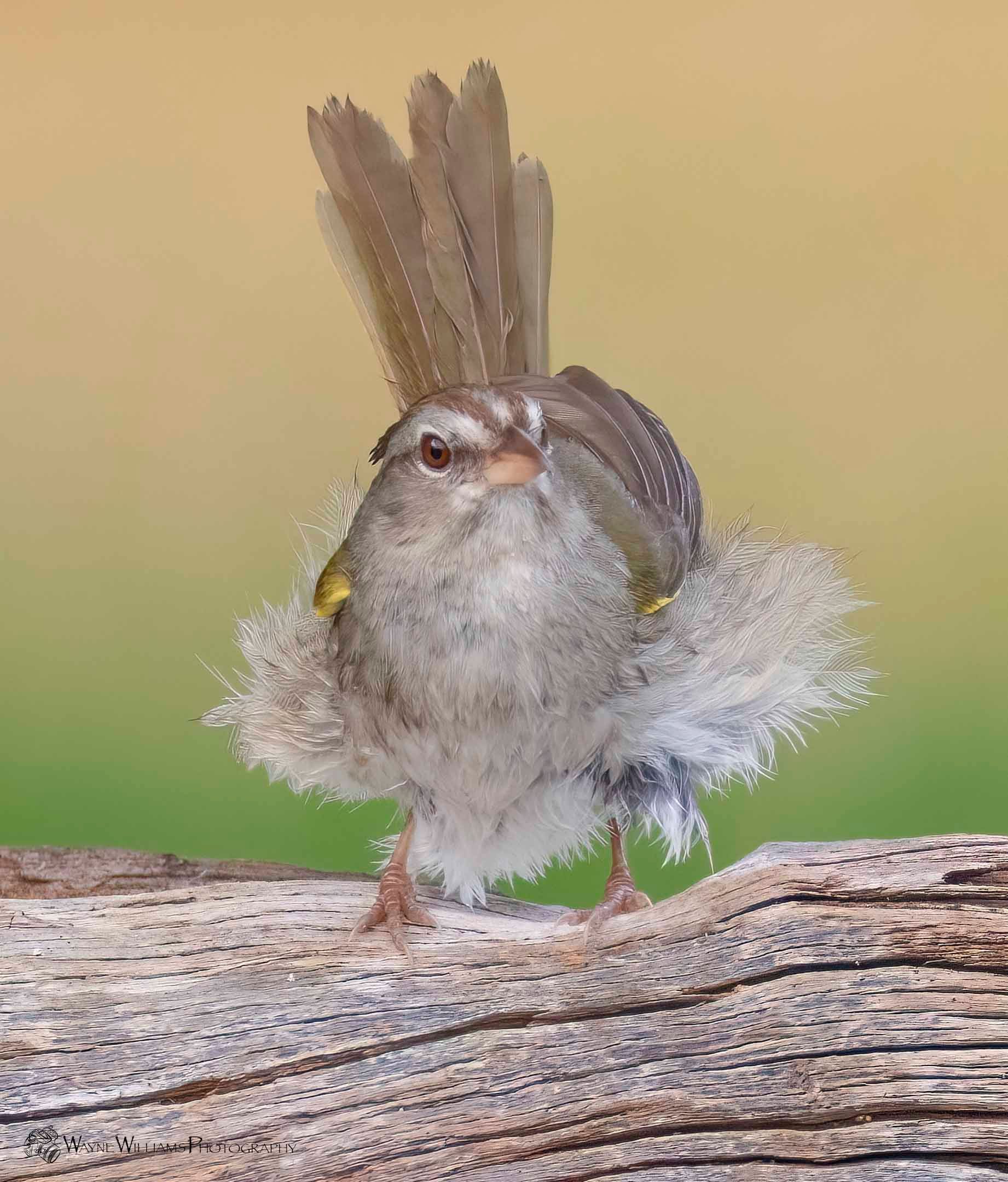 A small bird with feathers on its head is perched on a piece of wood.