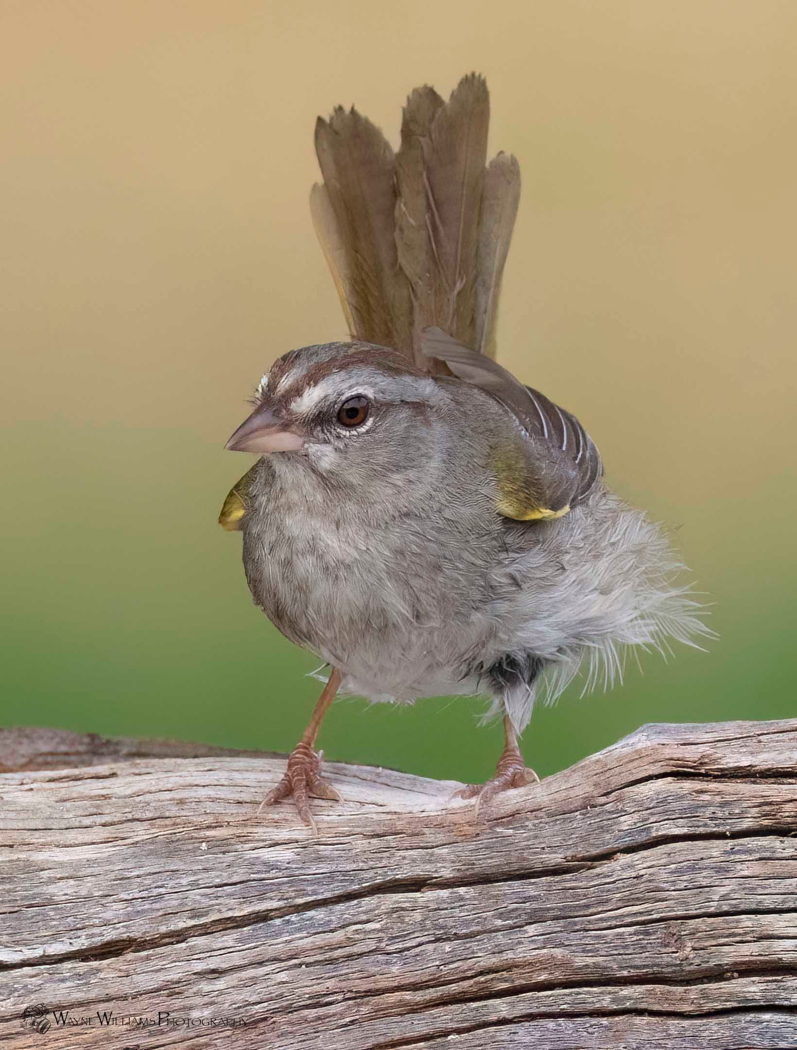 A small bird is perched on a piece of wood.
