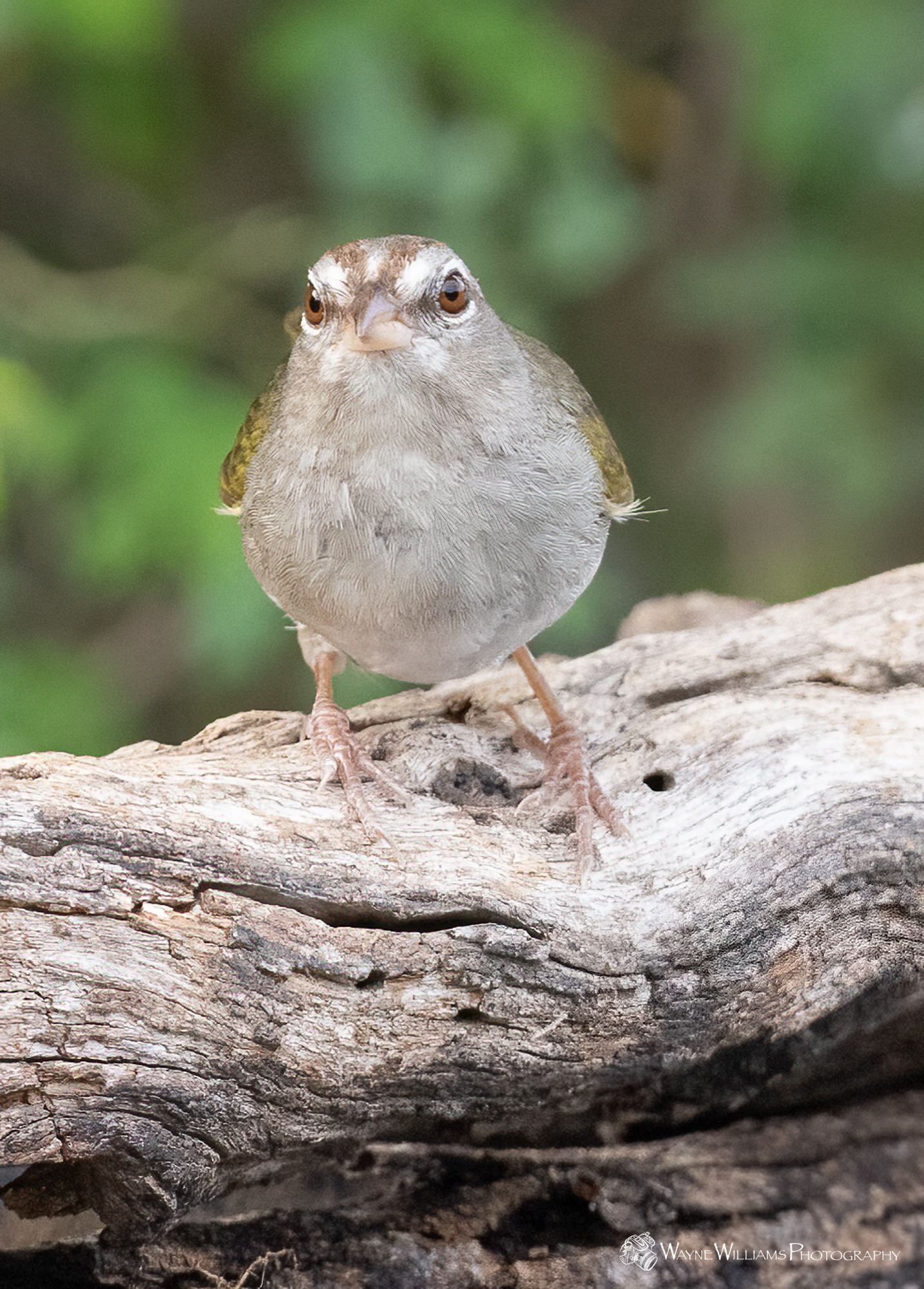 A small bird is perched on a piece of wood.