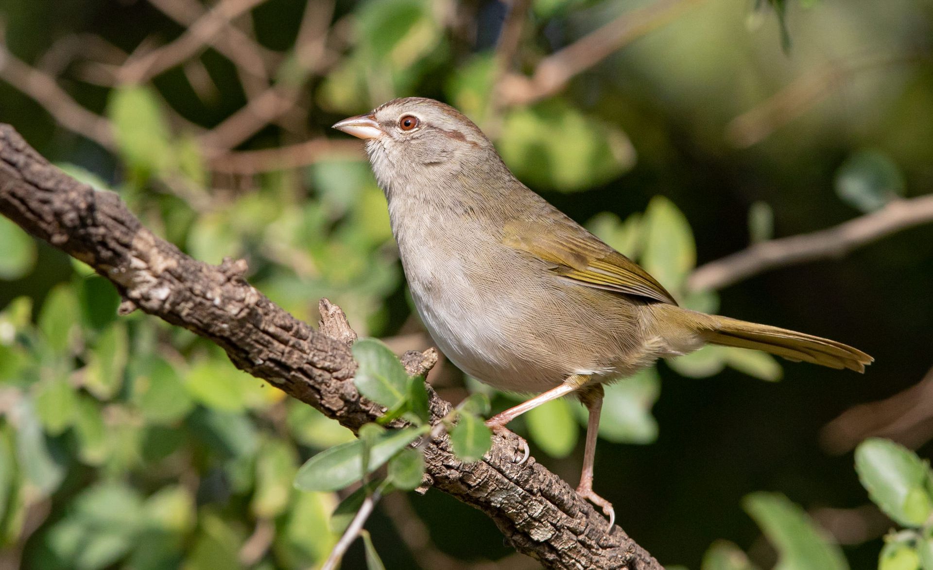A small bird is perched on a tree branch.