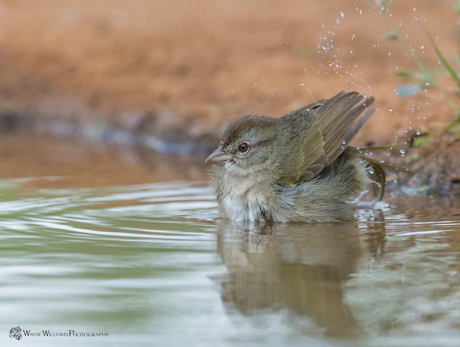 A small bird is taking a bath in a puddle of water.
