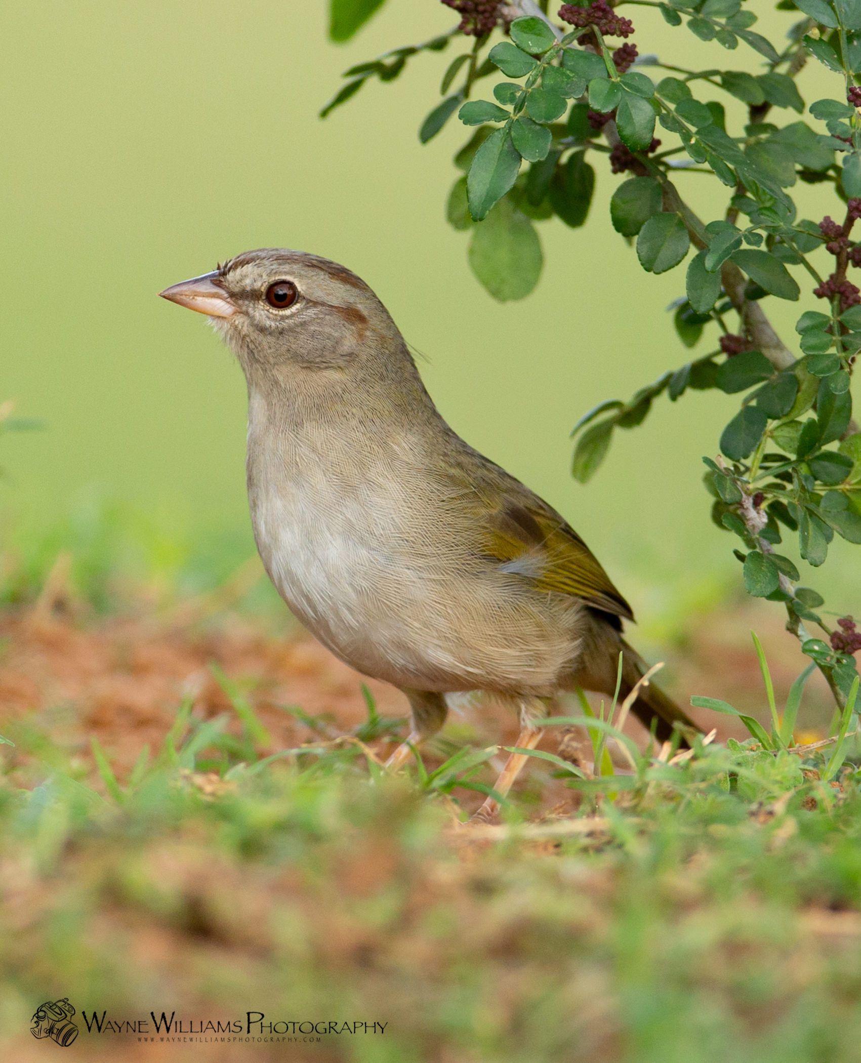 A white bird with a yellow beak is standing on a rock near the ocean
