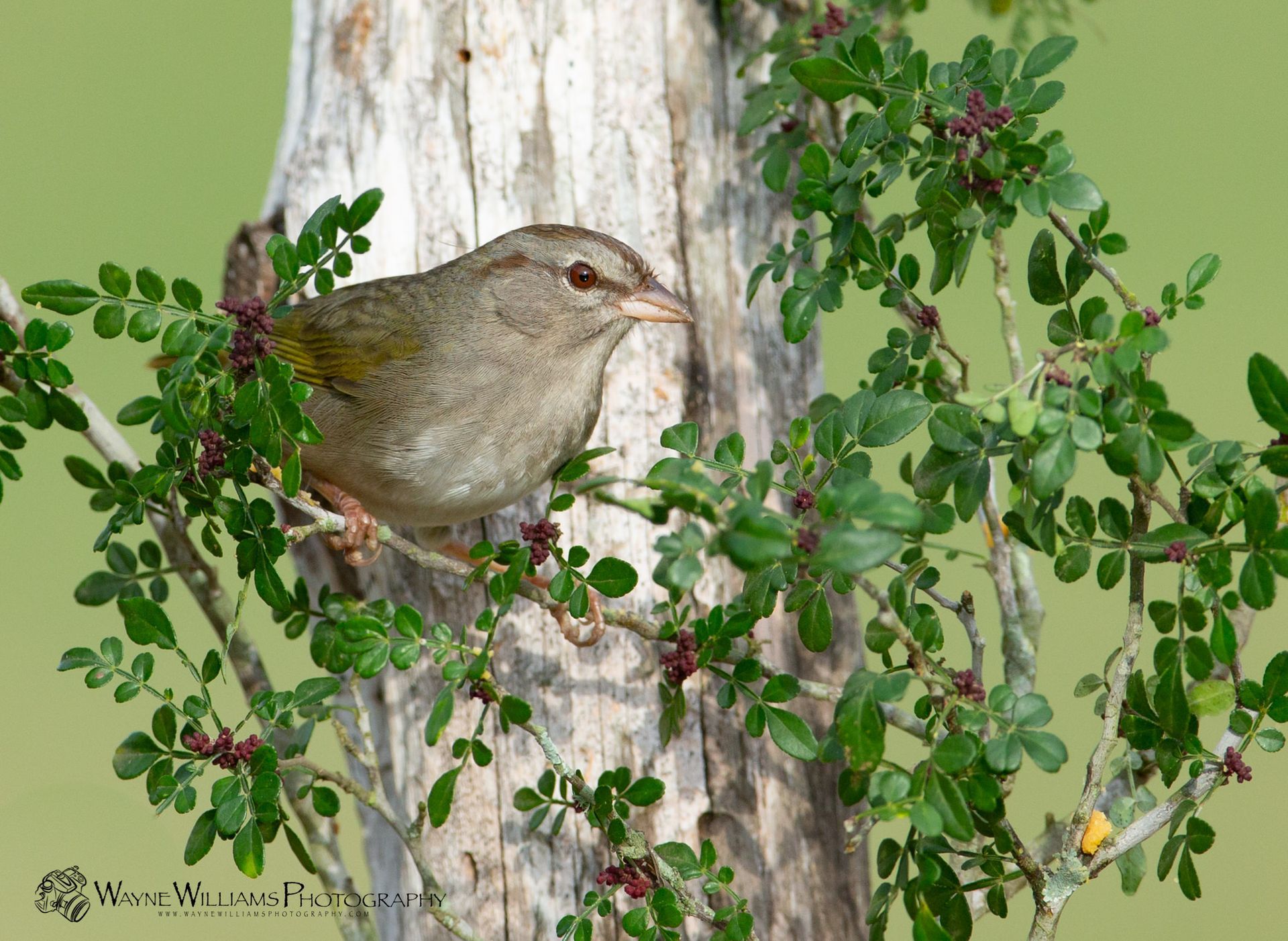 A small bird is perched on a tree branch.