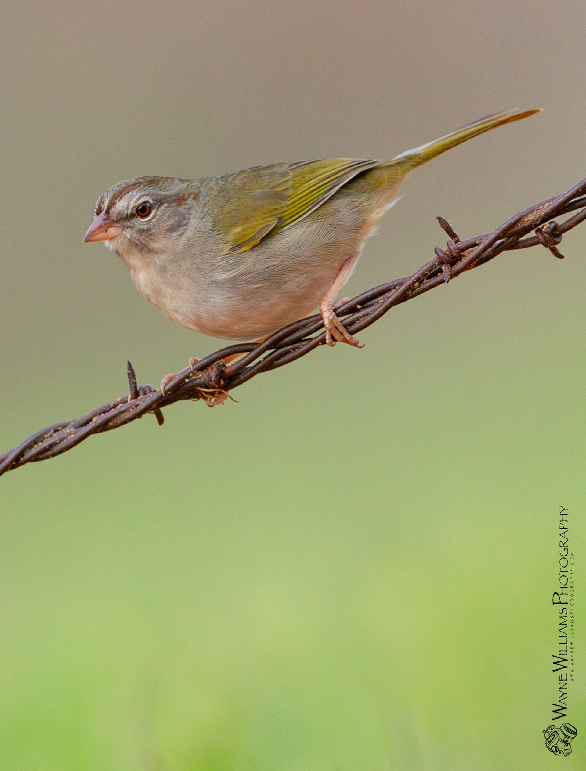 A small bird perched on a barbed wire fence
