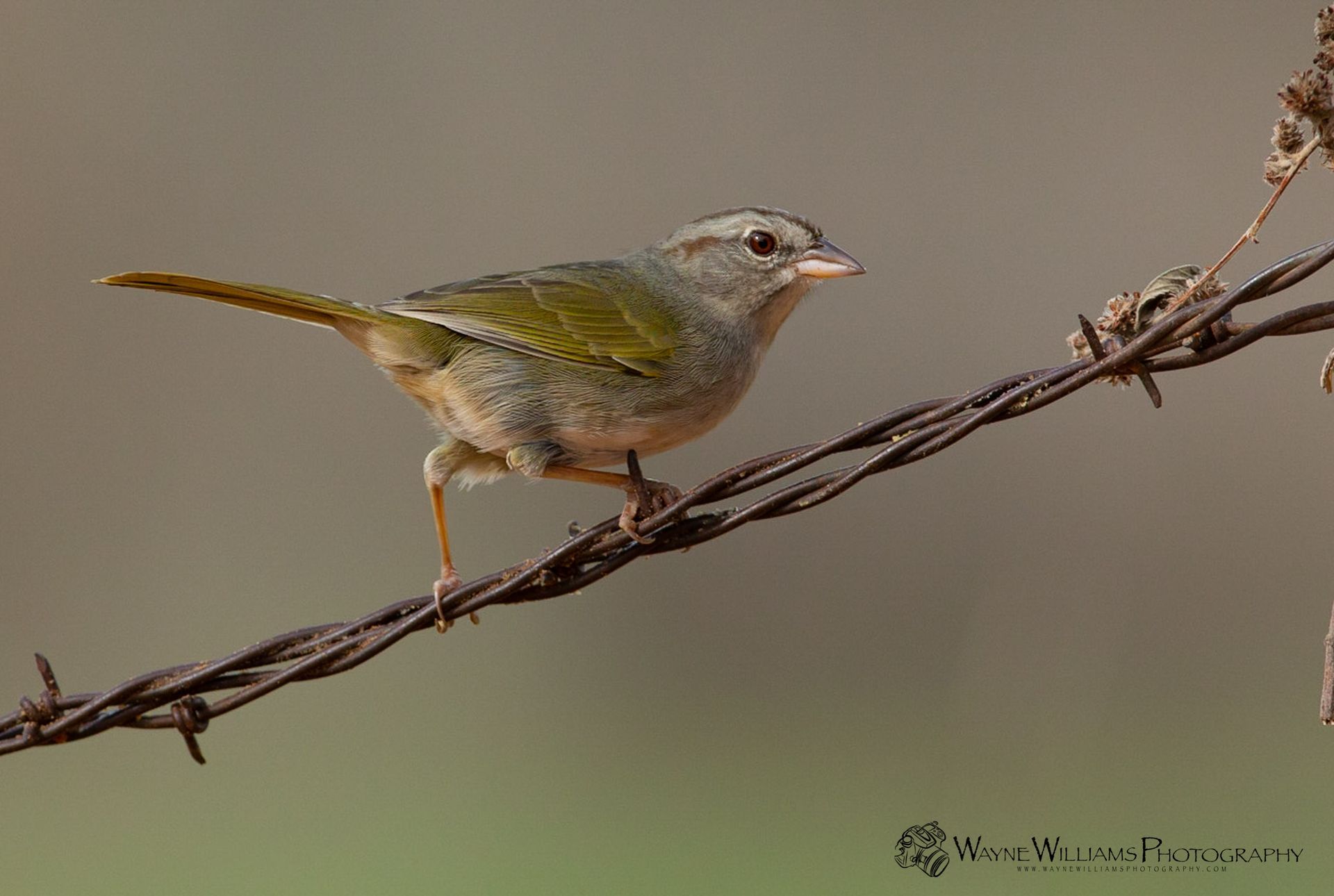 A small bird perched on a barbed wire fence.