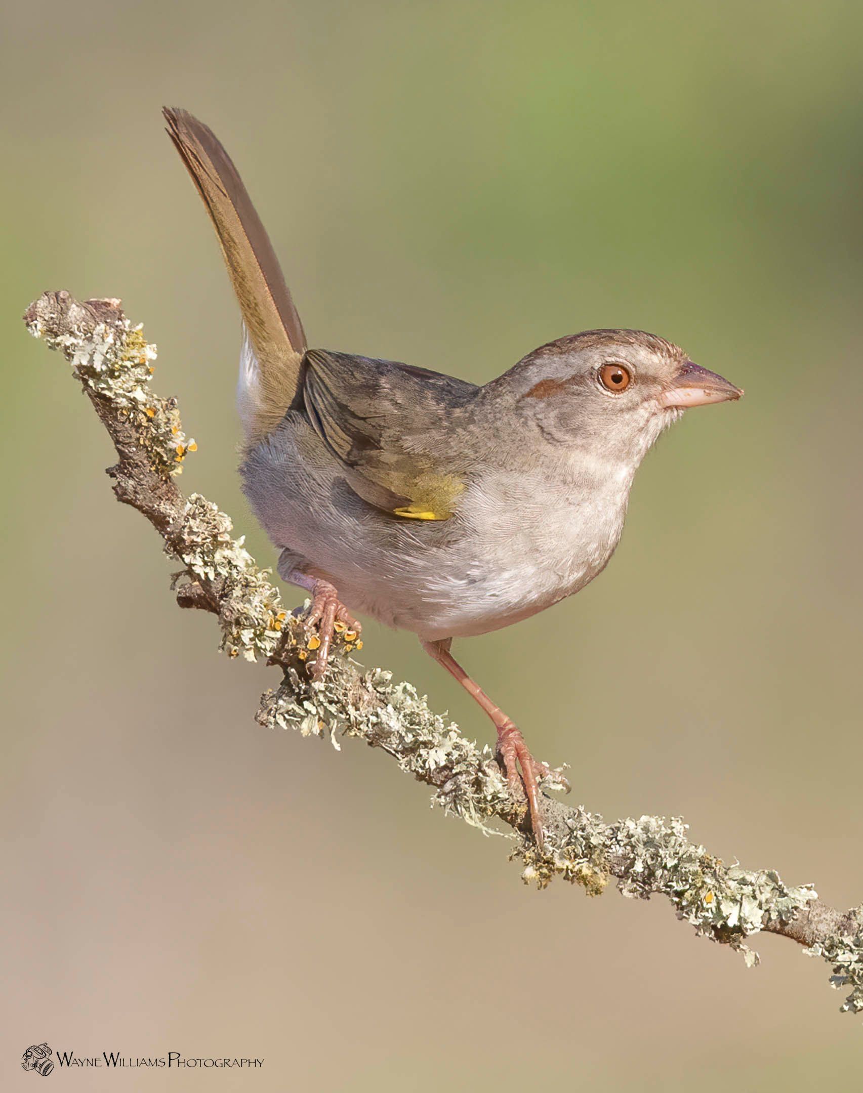 A small bird perched on a branch with moss.