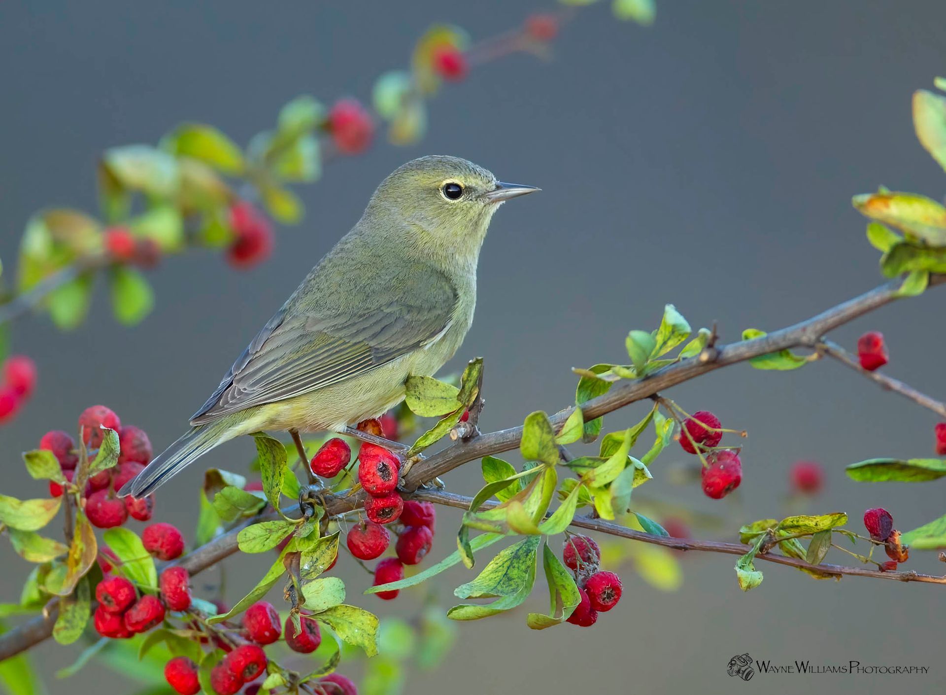 A small bird perched on a branch with red berries.