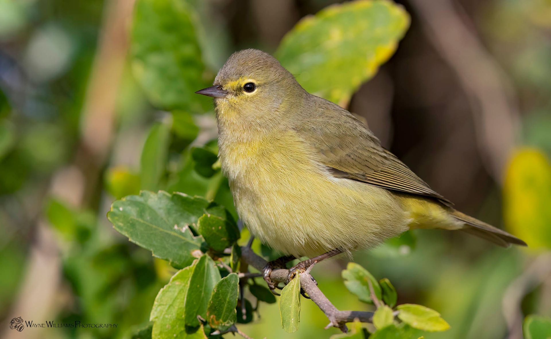 A small bird is perched on a branch of a tree.