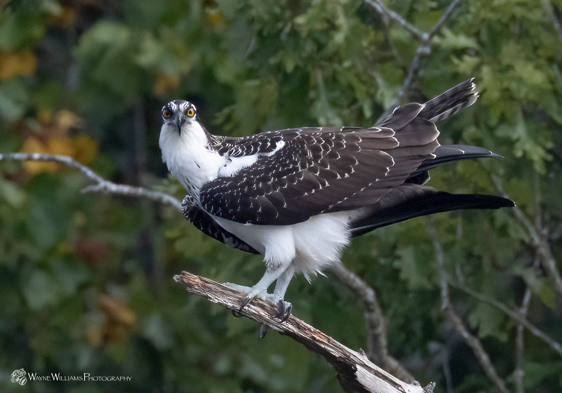 A black and white bird is perched on a tree branch.