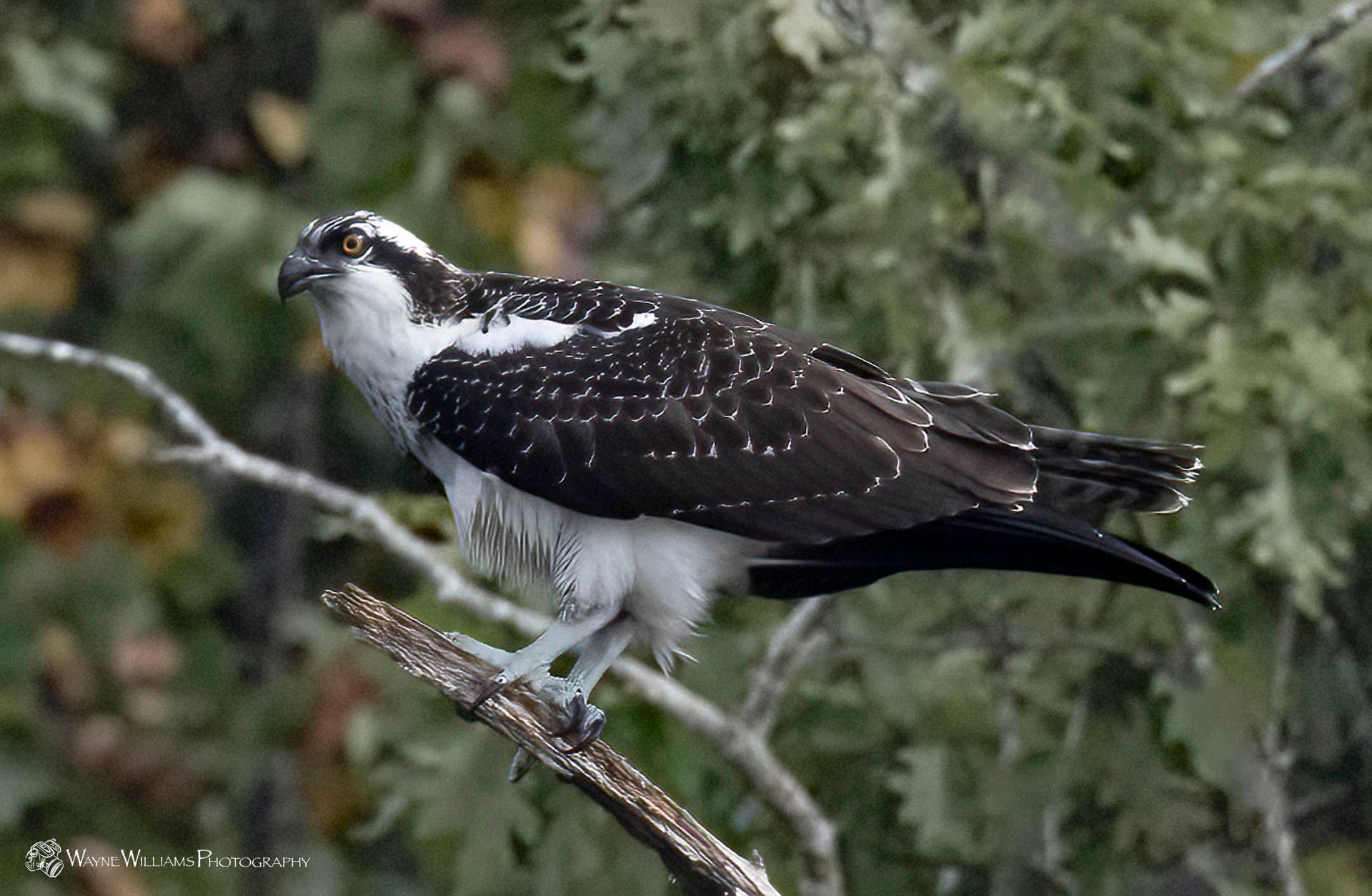 A black and white bird perched on a tree branch.