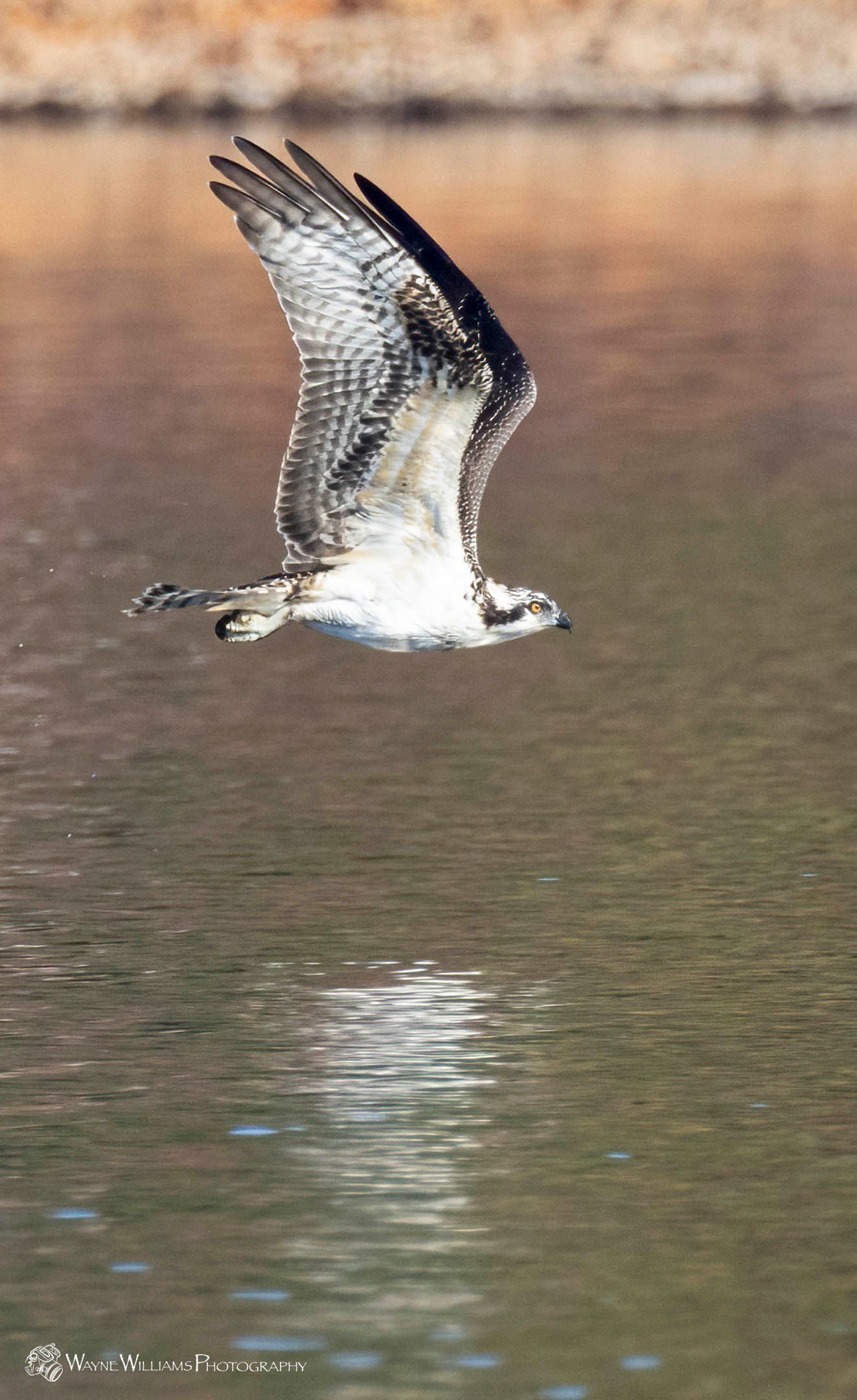 A bird is flying over a body of water.