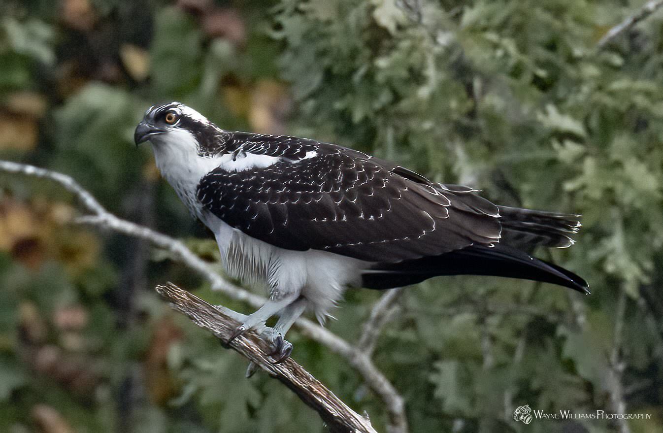 A black and white bird perched on a tree branch.