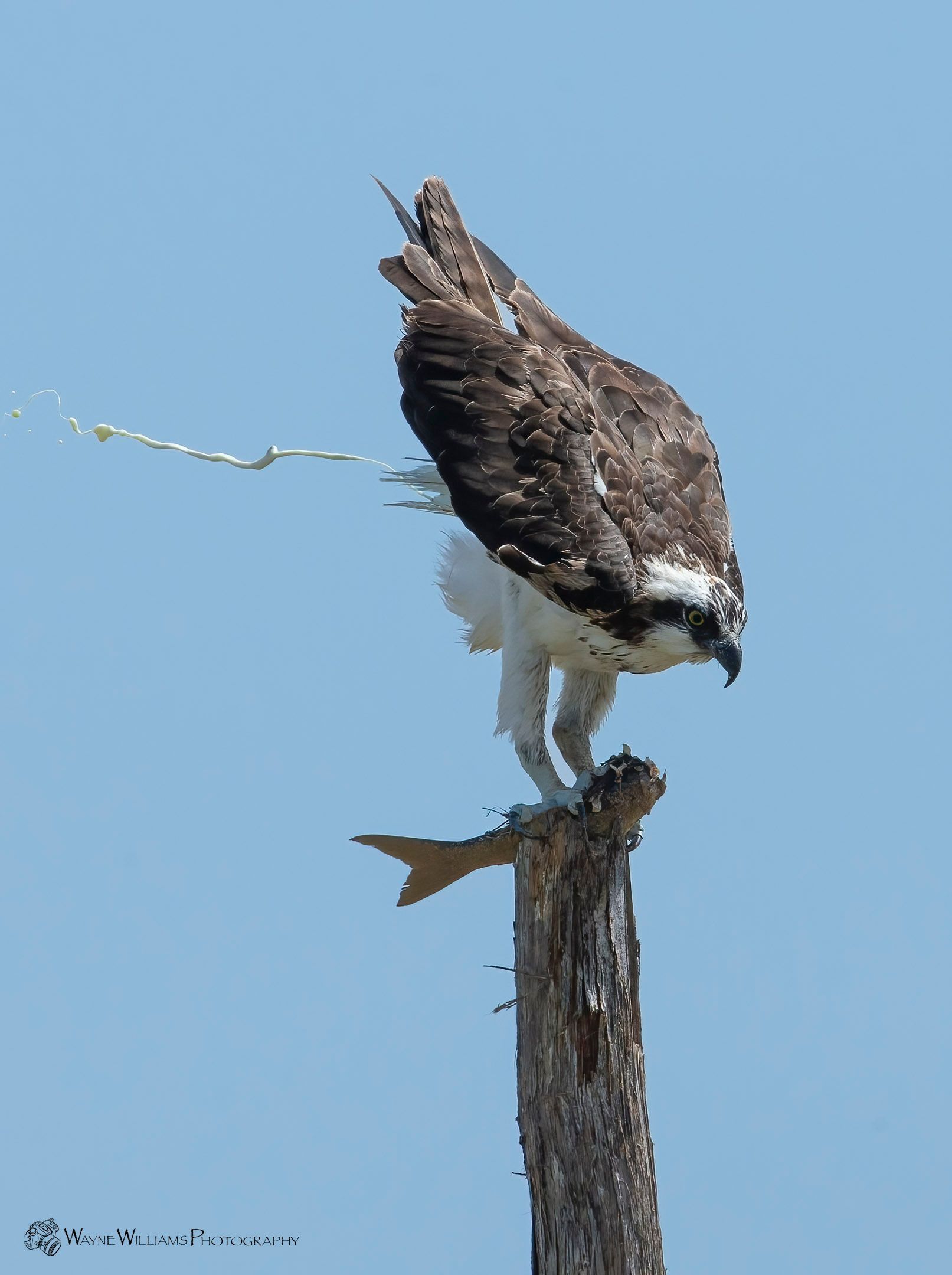 An osprey perched on a tree branch with a fish in its beak
