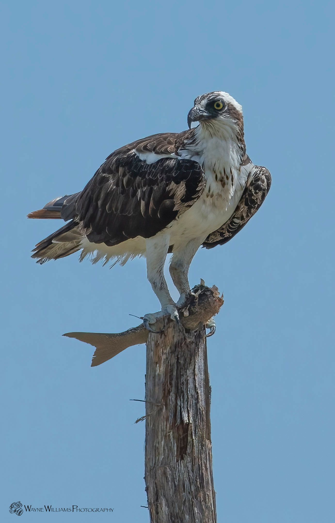 An osprey perched on a tree stump with a fish in its beak