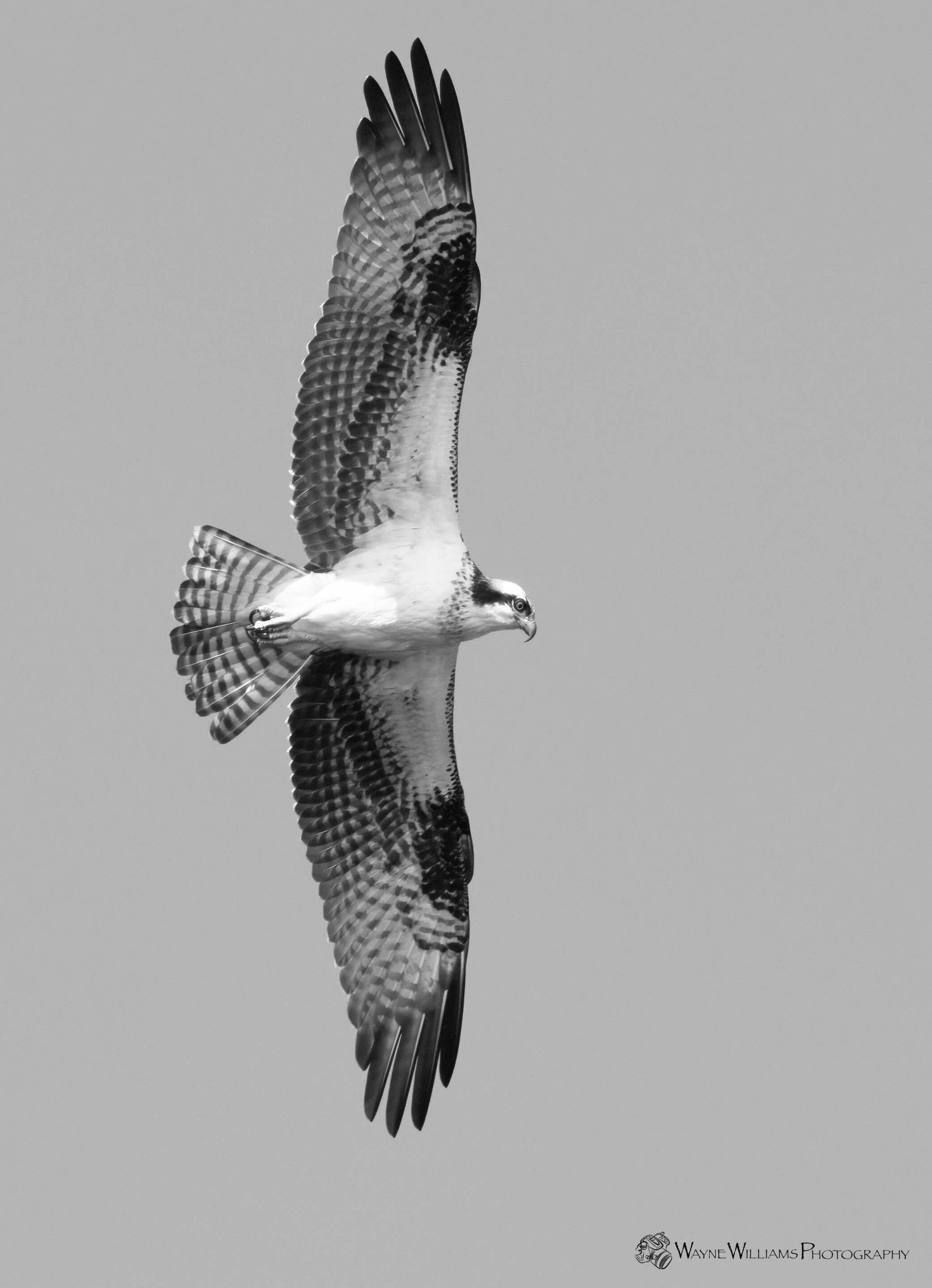 A black and white photo of an osprey flying in the sky