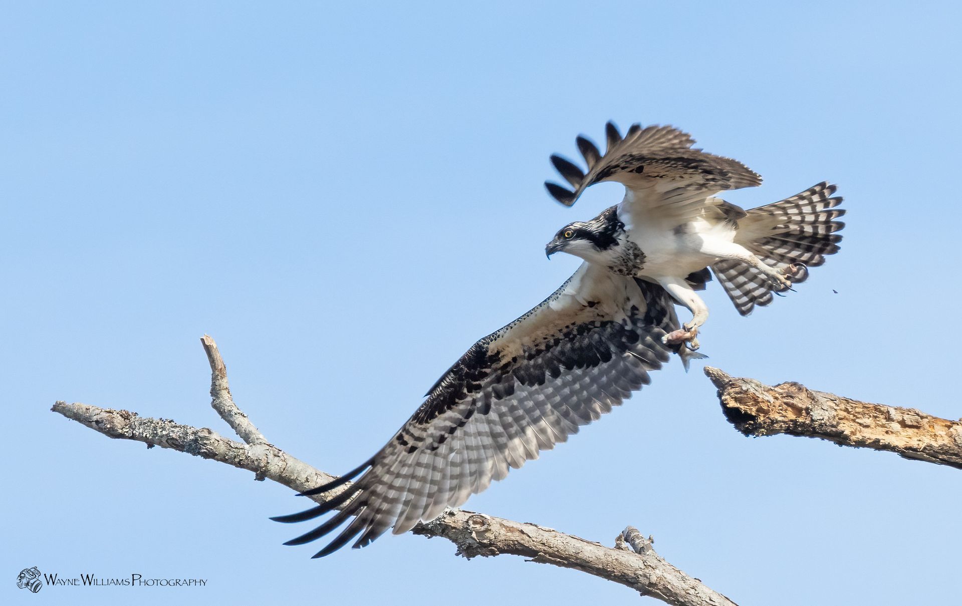 A bird is sitting on a branch with its wings outstretched