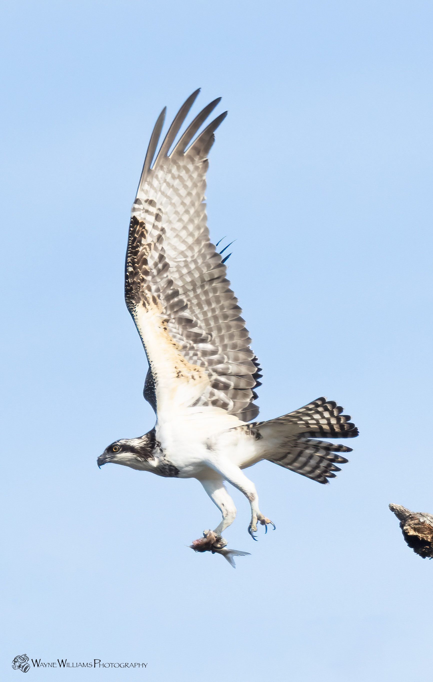A bird is flying in the sky with a fish in its beak