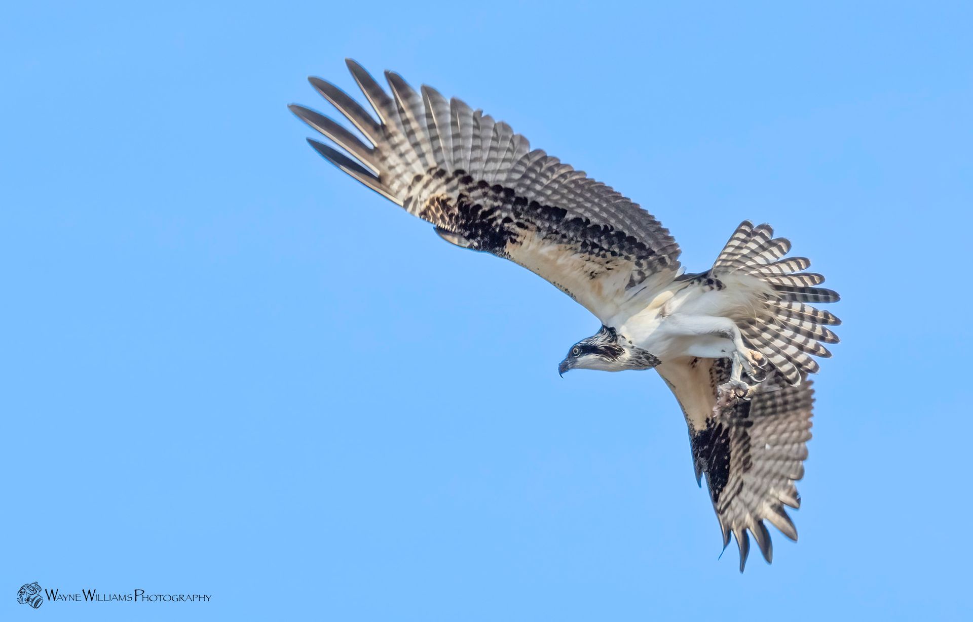 An osprey is flying through a blue sky with its wings spread