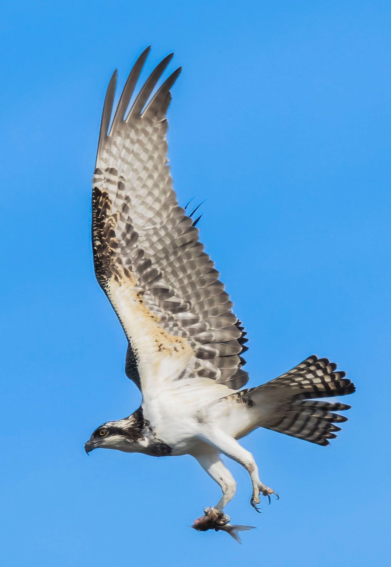 An osprey flying with a fish in its talons