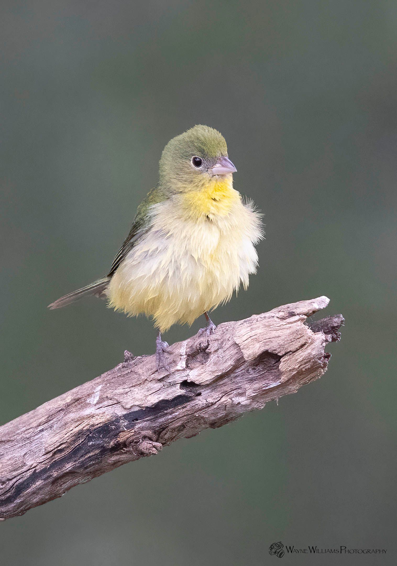 A small bird is perched on a branch.