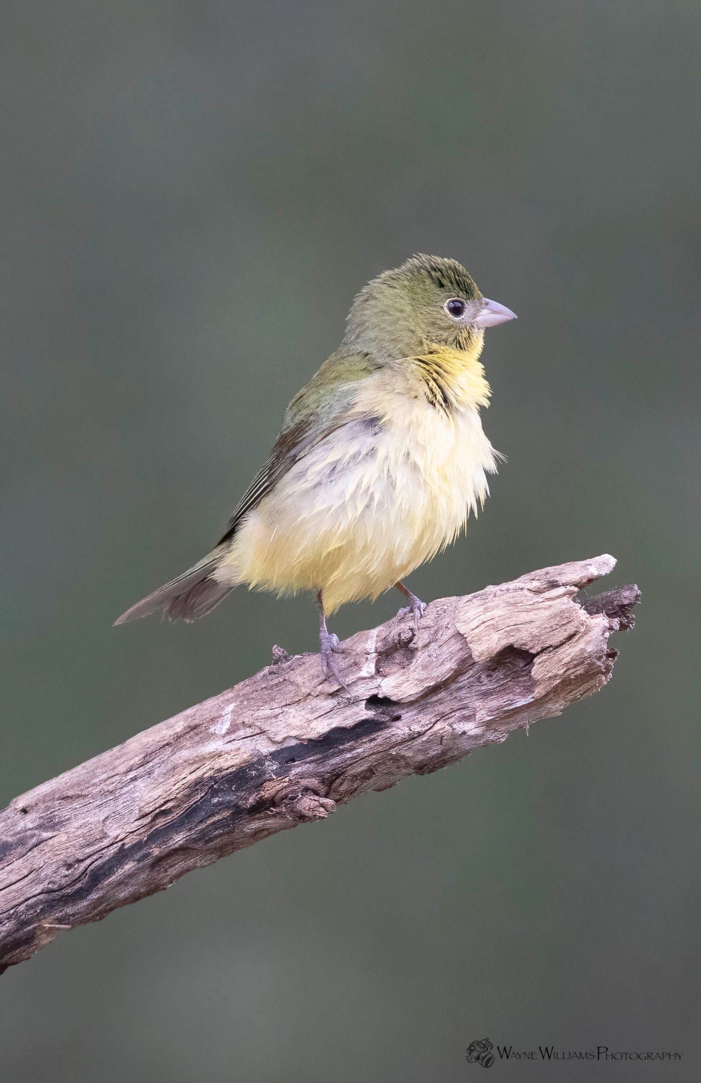 A small bird is perched on a branch.