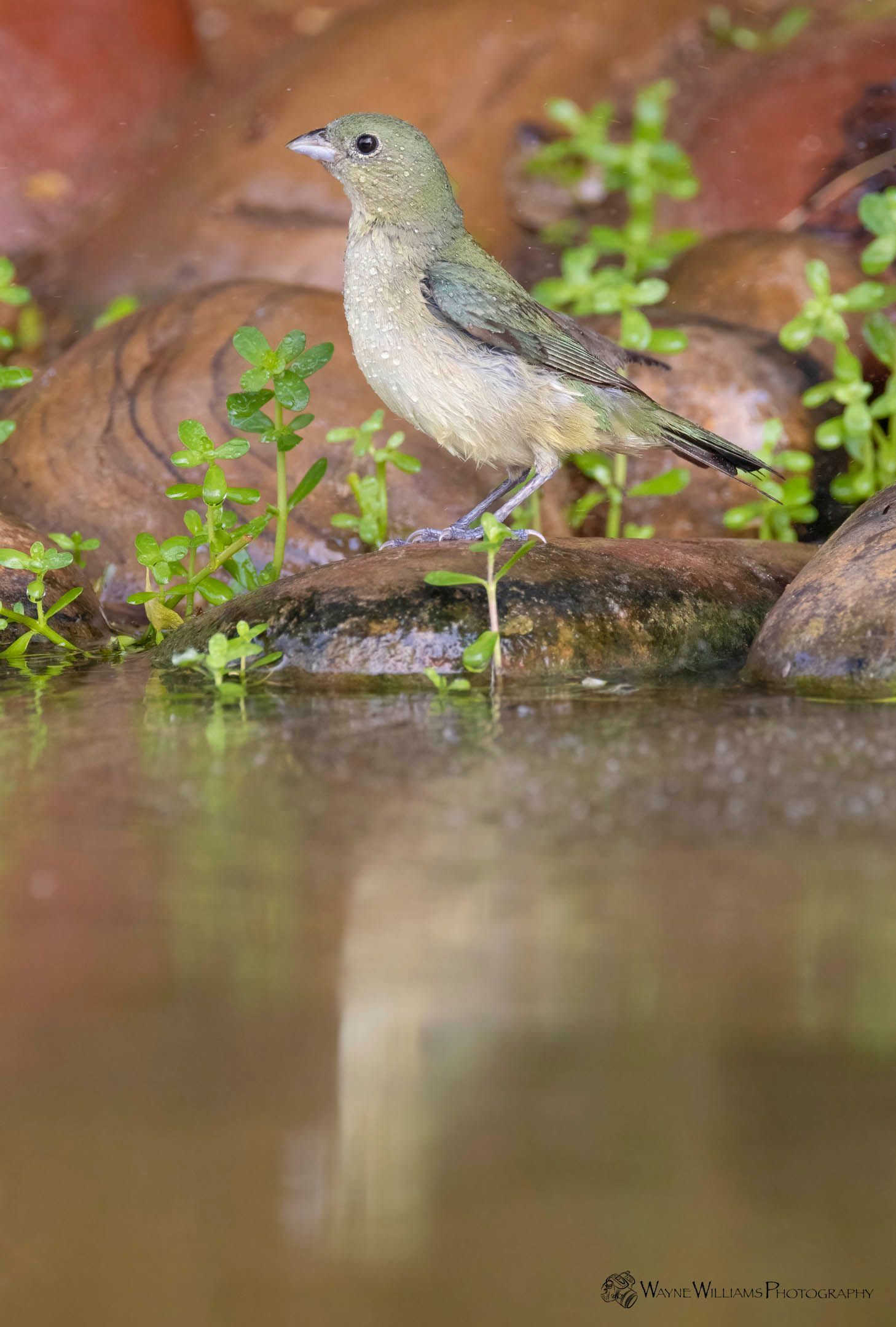A small bird is standing on a rock near a body of water.