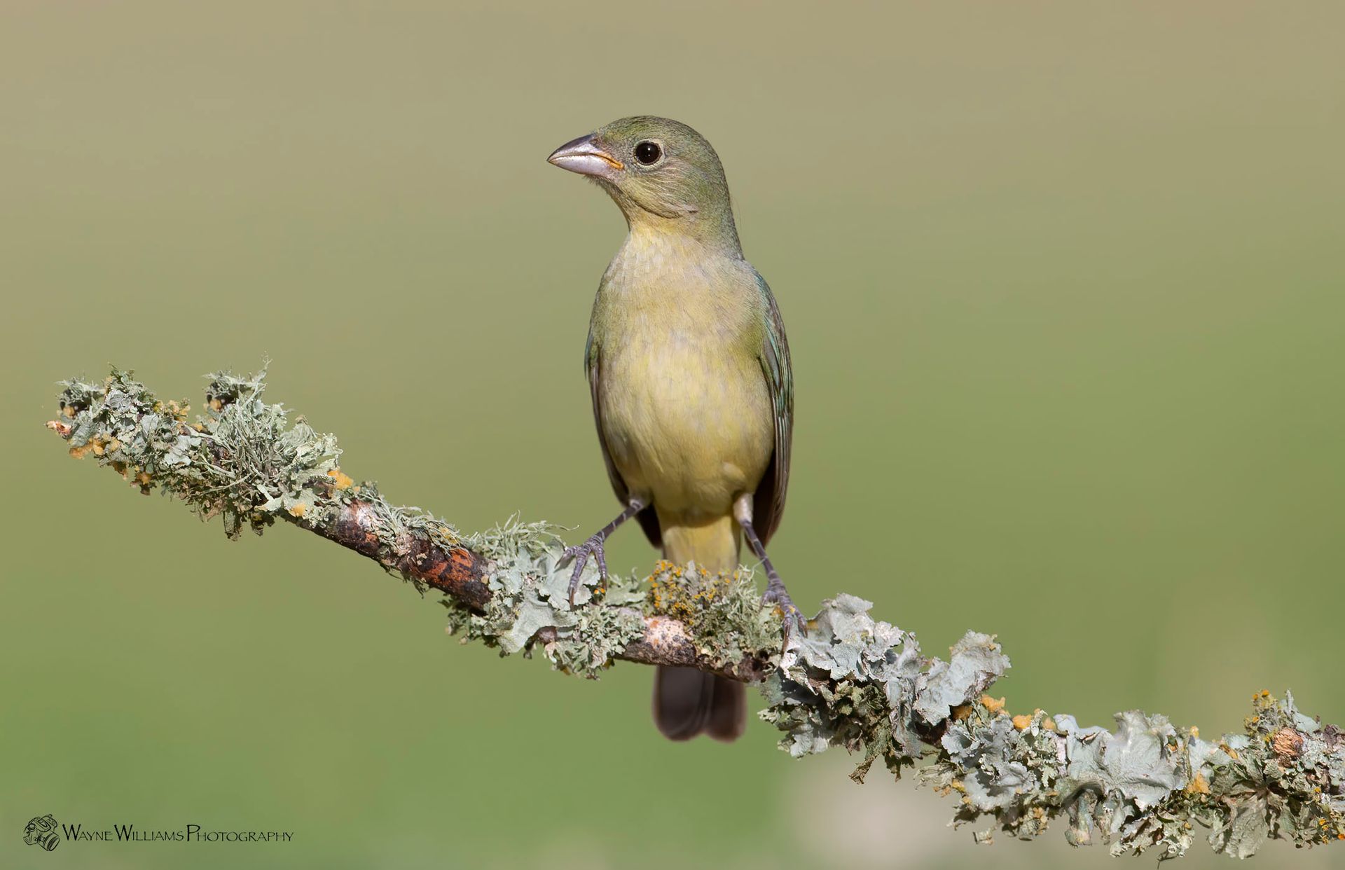 A small bird perched on a branch with lichen.