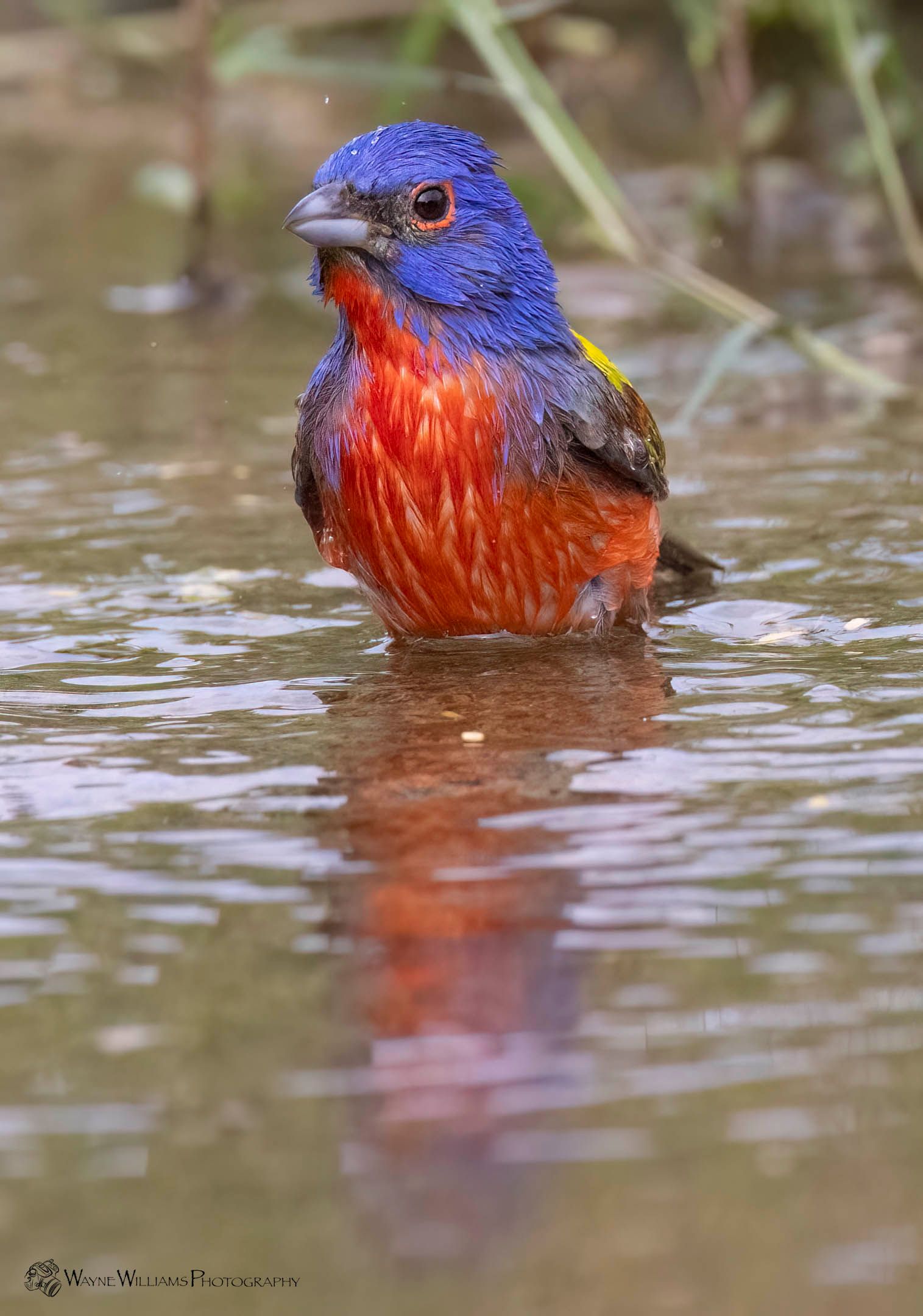 A colorful bird is standing in the water.