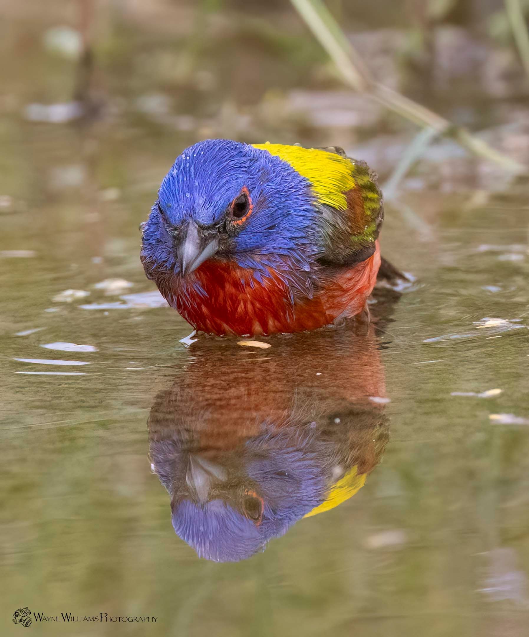 A colorful bird is standing in the water and looking at the camera.
