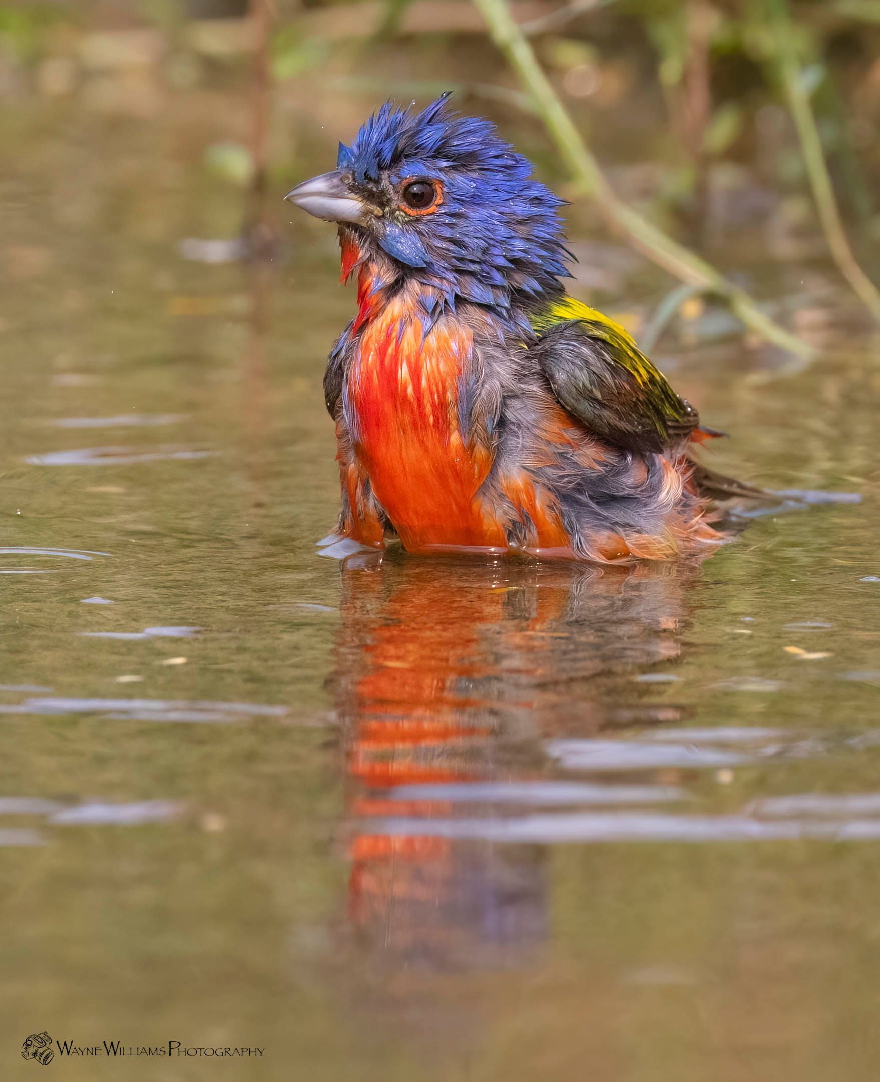 A colorful bird is swimming in a body of water.