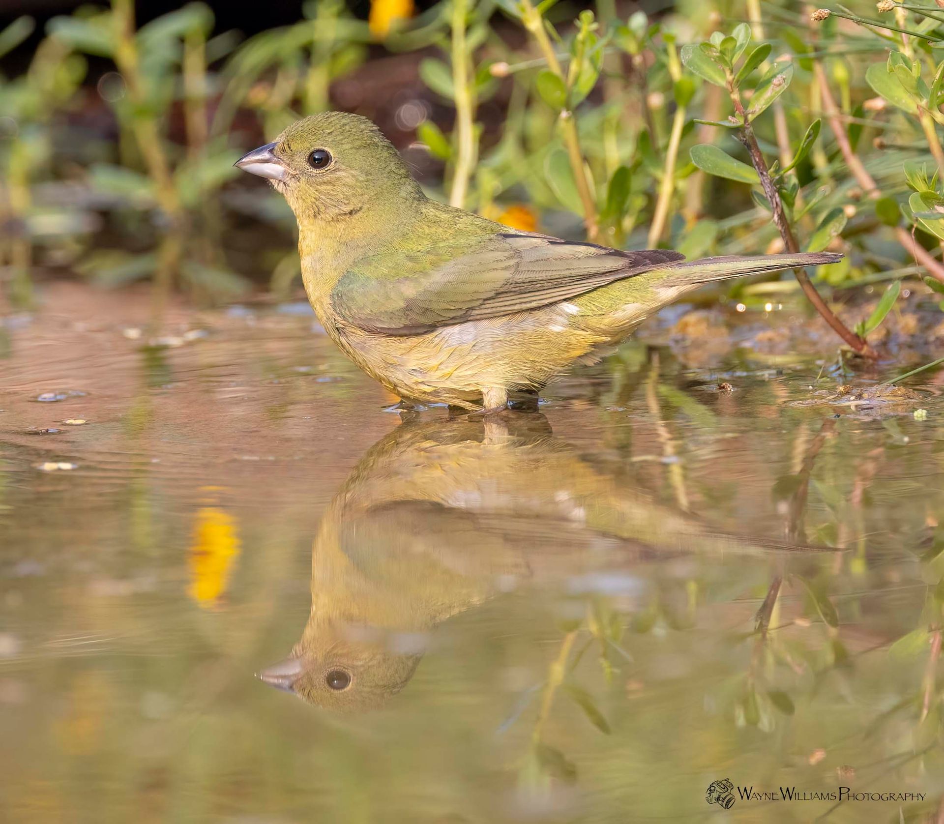 A small bird is standing in a puddle of water.
