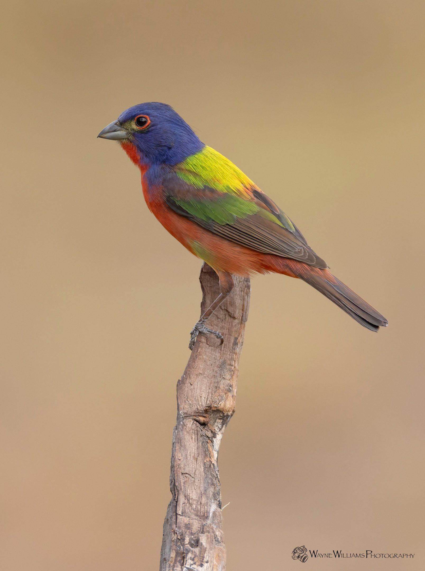 A colorful bird perched on top of a tree branch.