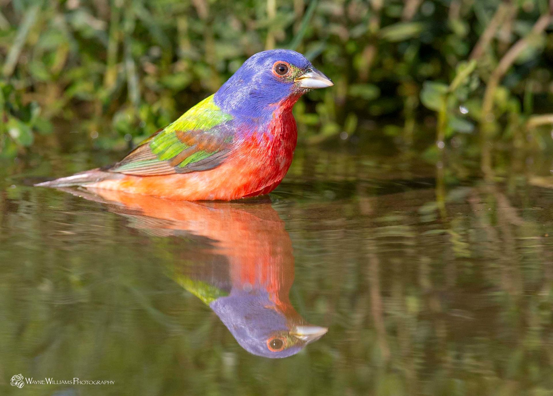 A colorful bird is sitting in the water with its reflection.