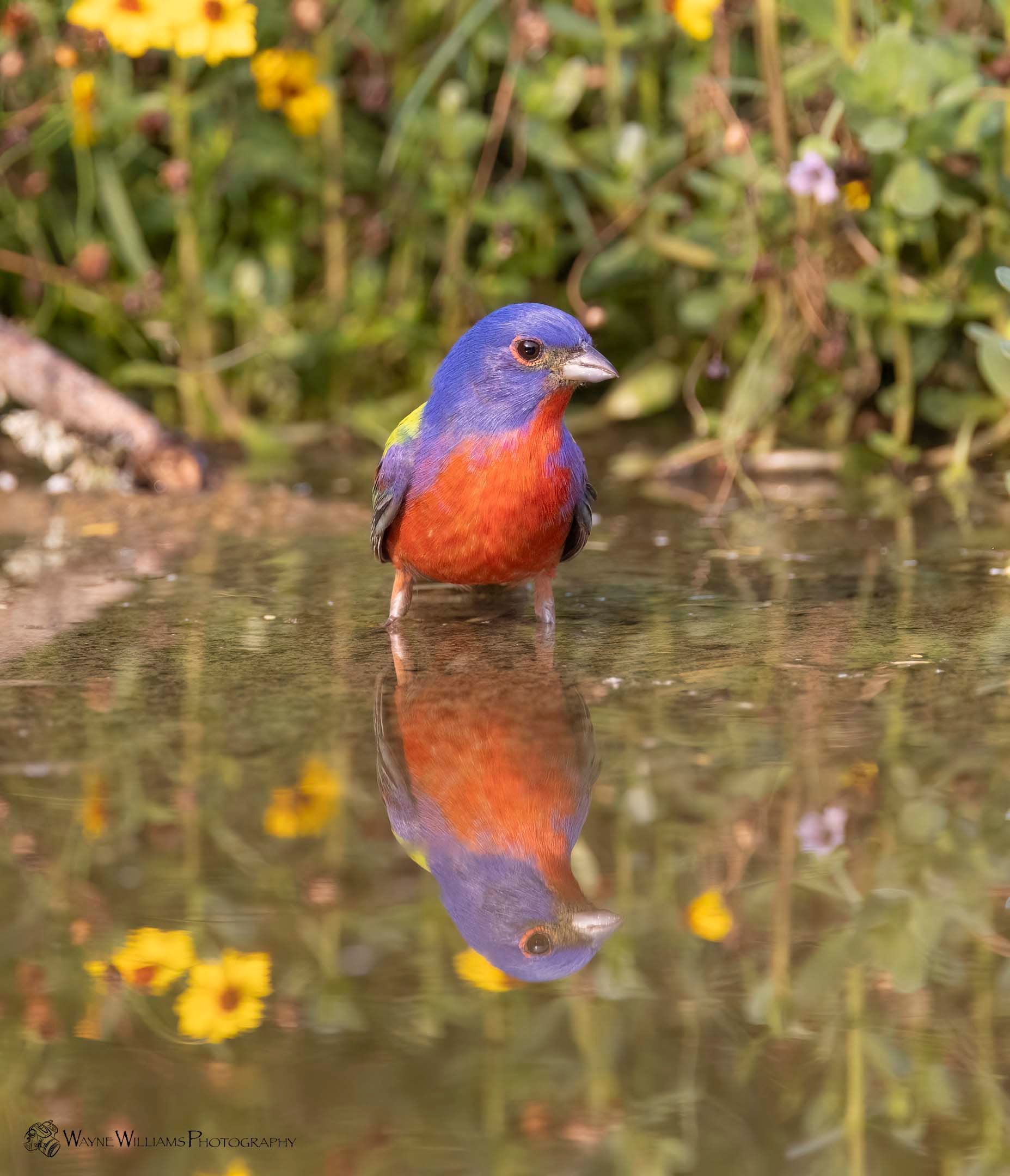 A colorful bird is standing in a pond with flowers in the background.