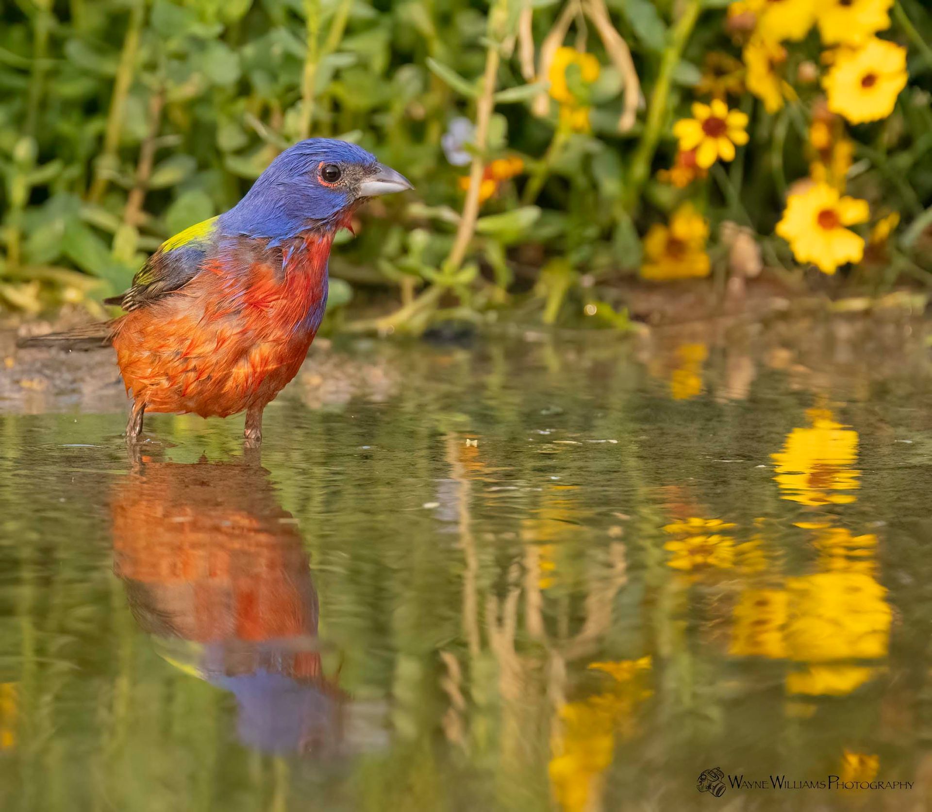 A colorful bird is standing in a pond with flowers in the background.
