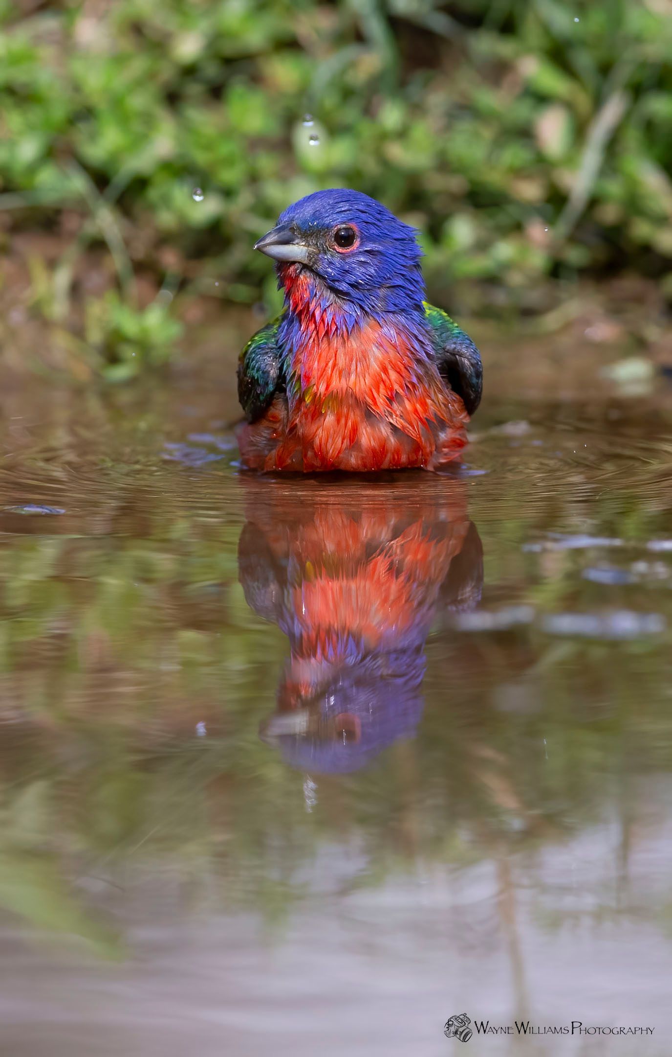 A colorful bird is sitting in a puddle of water.