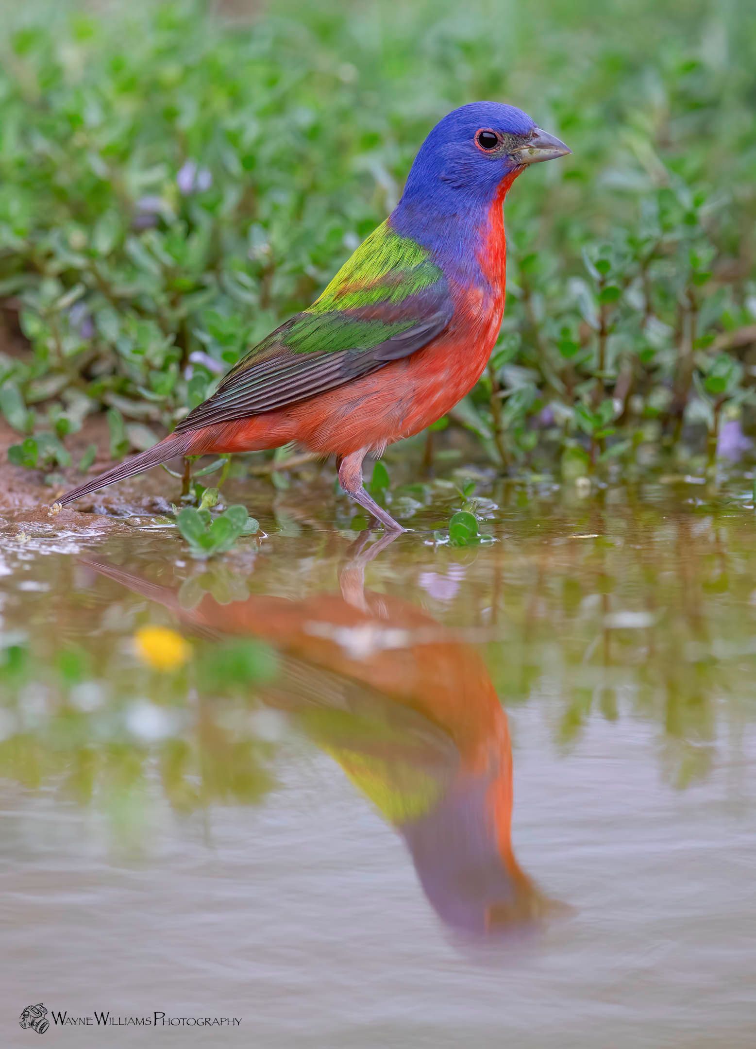 A colorful bird is standing in a puddle of water.