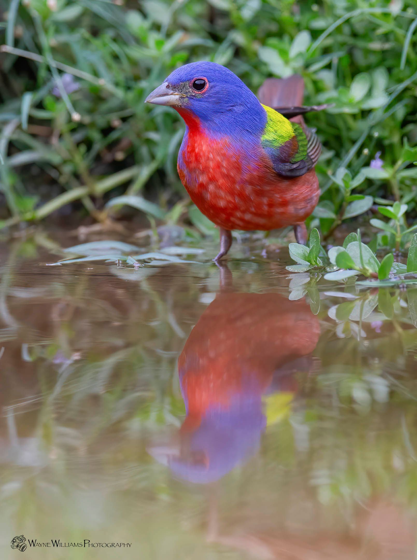 A colorful bird is standing in a puddle of water.