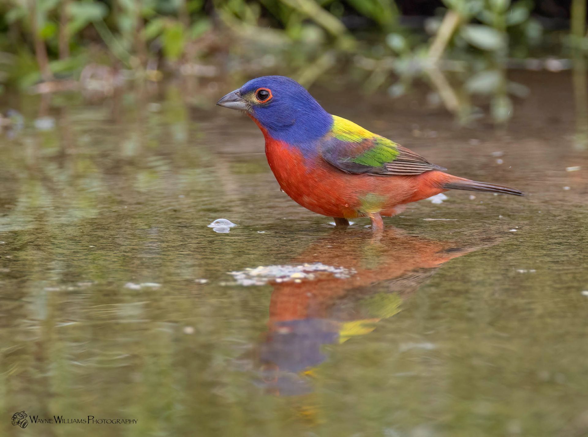 A colorful bird is standing in a puddle of water.